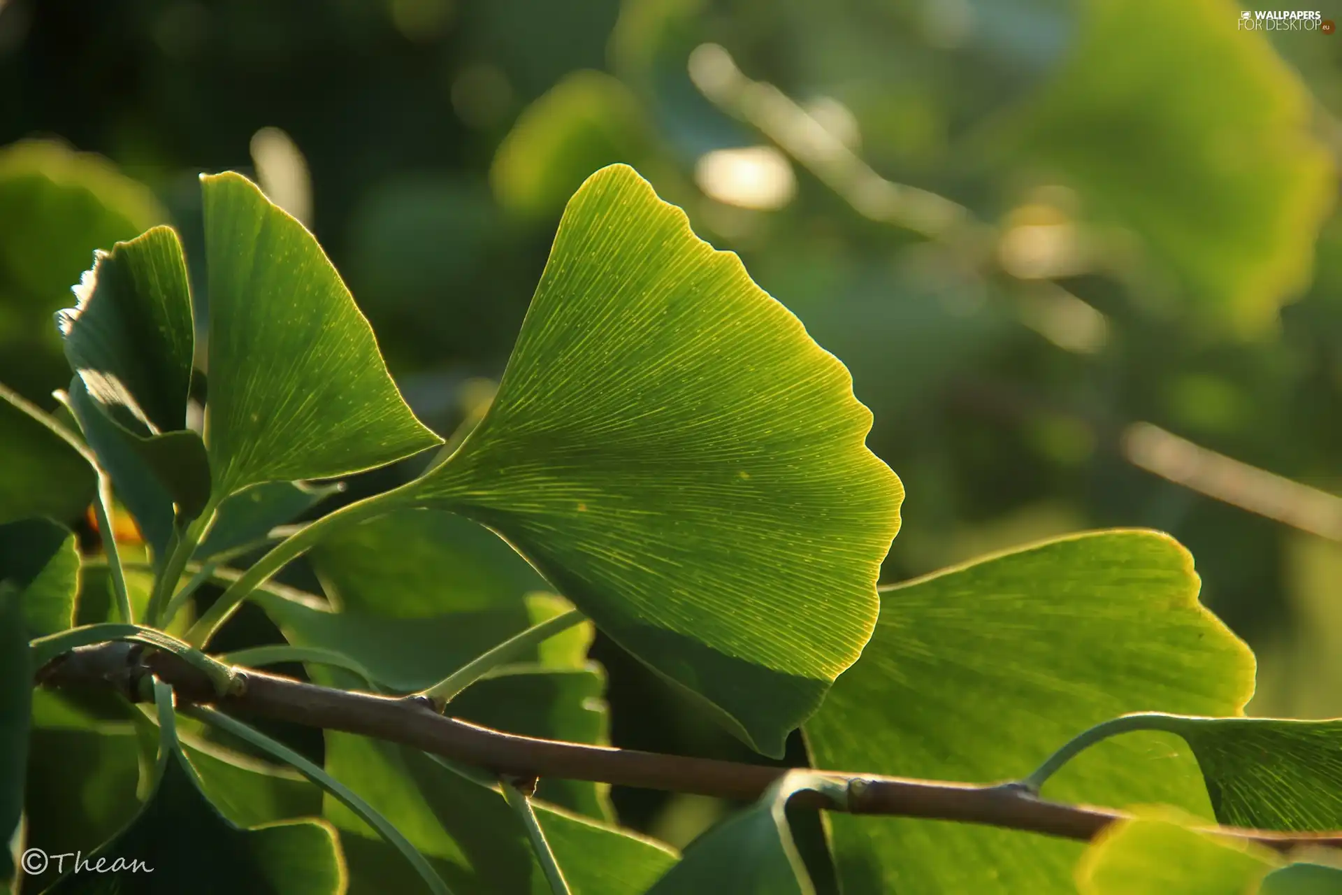 Ginkgo Japanese, Leaf