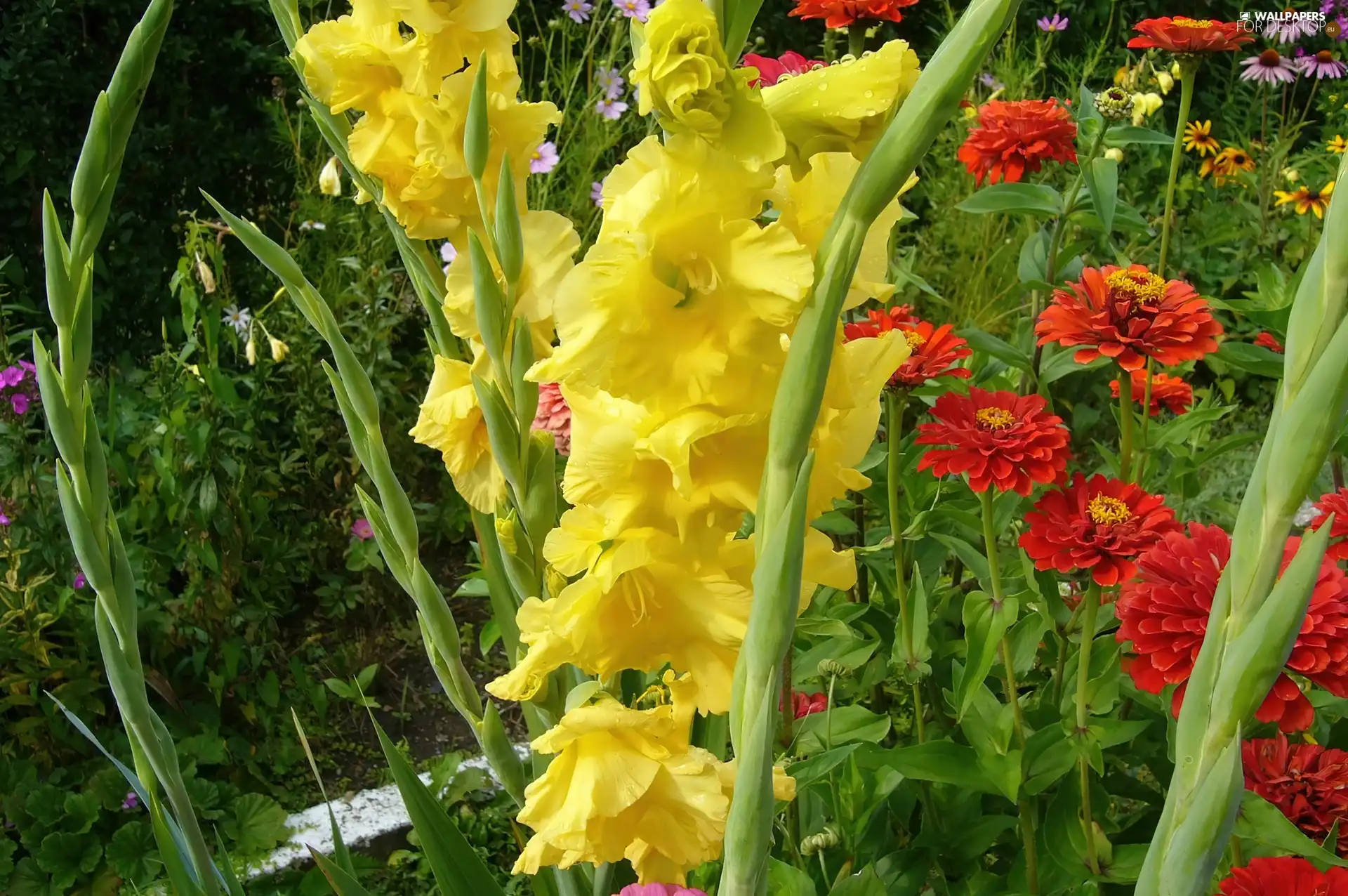 gladioli
