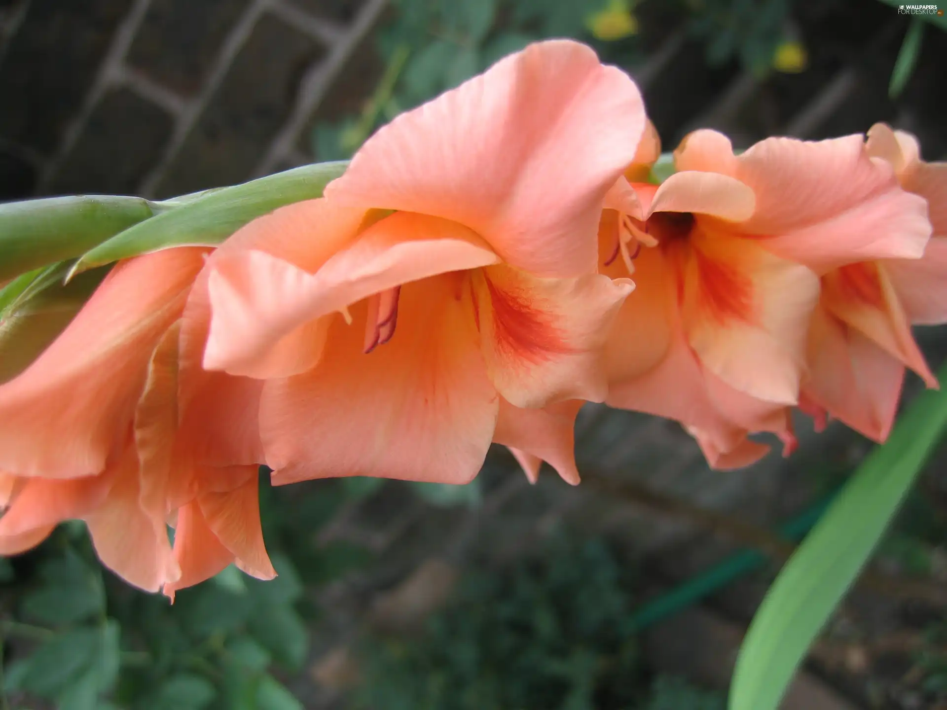 peach, gladiolus - For desktop wallpapers: 3072x2304
