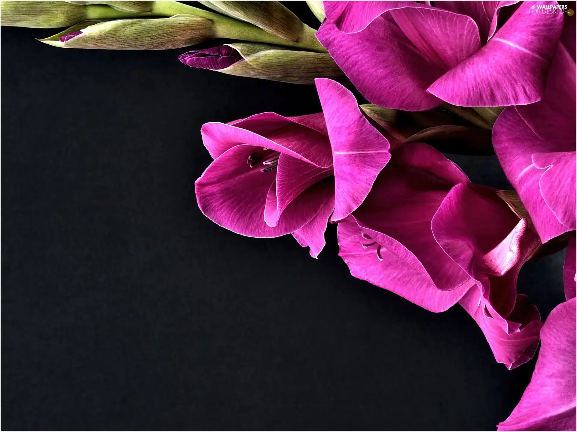 Violet, gladiolus
