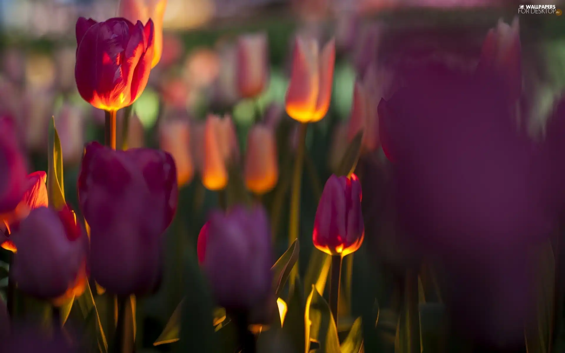 purple, blur, glamour, Tulips