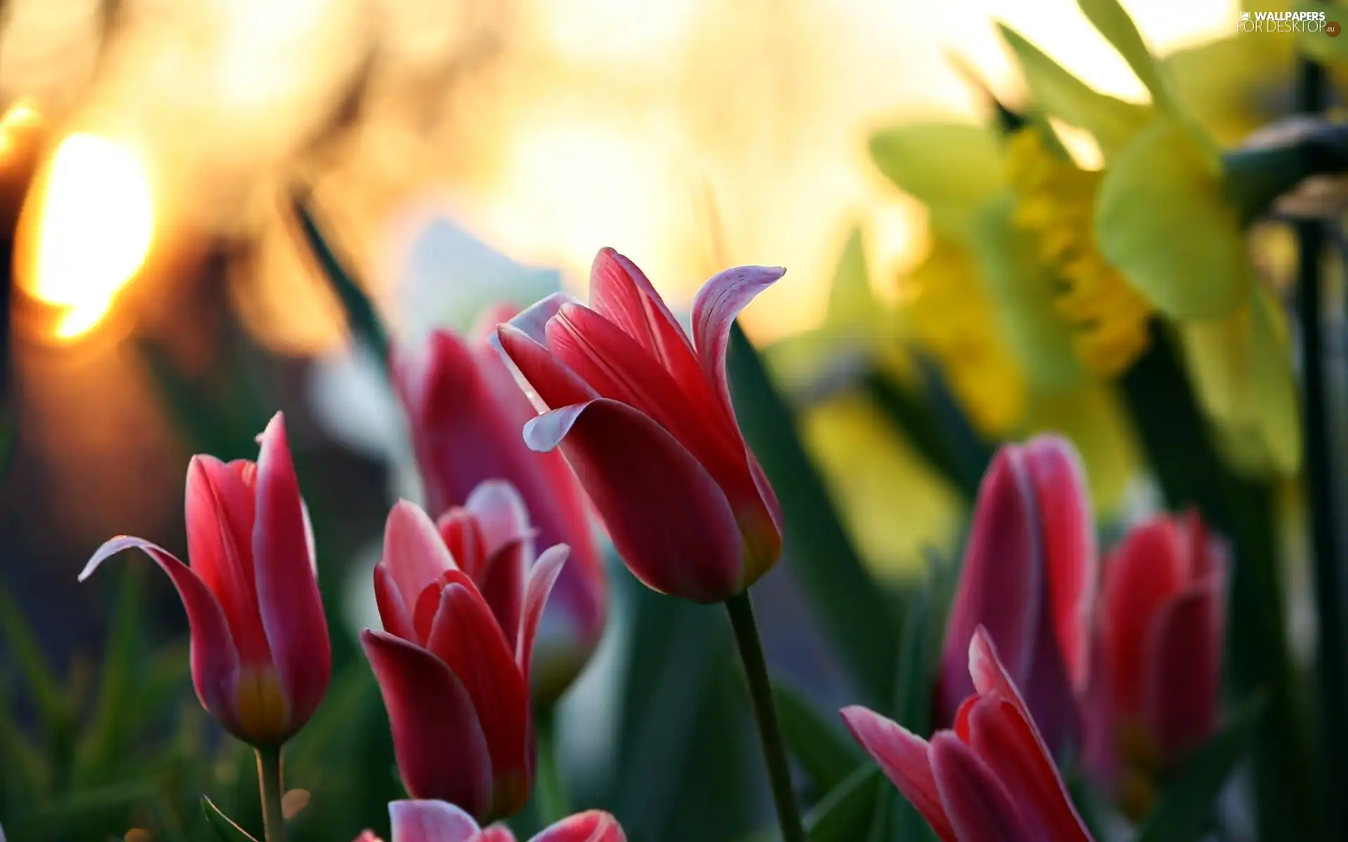 glamour, Red, Tulips