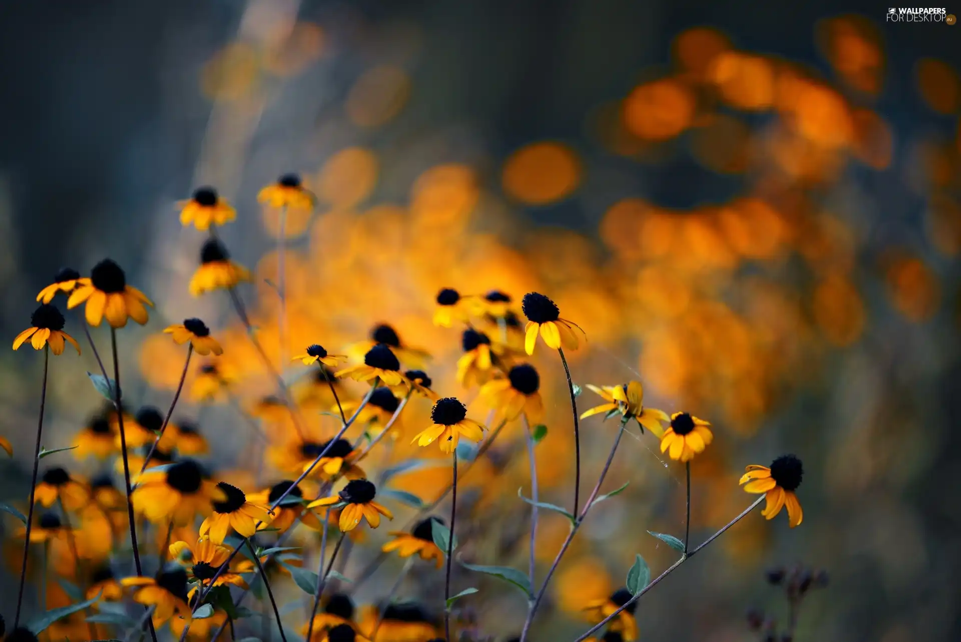 Yellow, Rudbeckia, glamour, Flowers