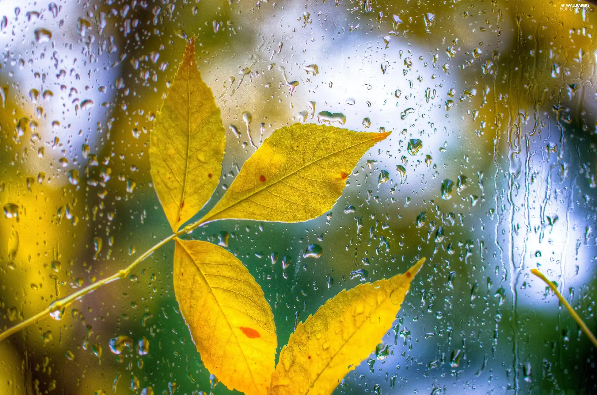 leaf, water, Glass, drops