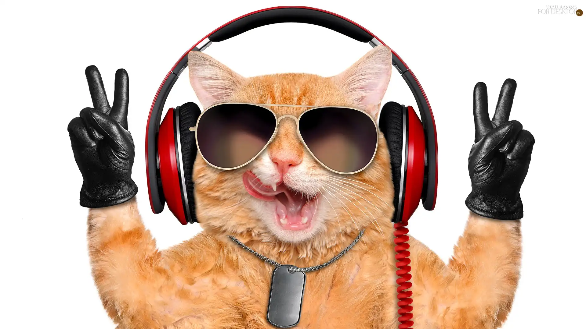 cat, Glasses, glove, HEADPHONES