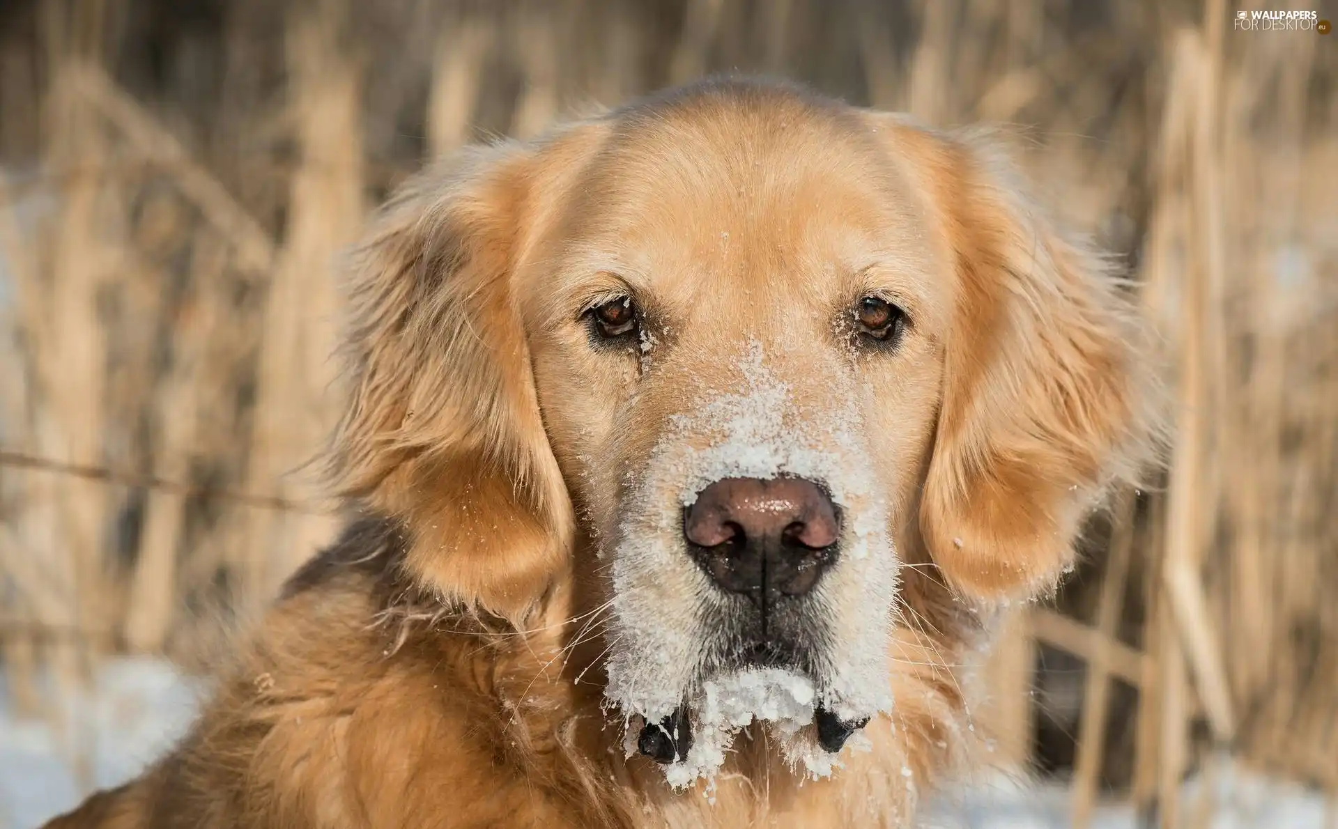 muzzle, dog, Golden Retriever