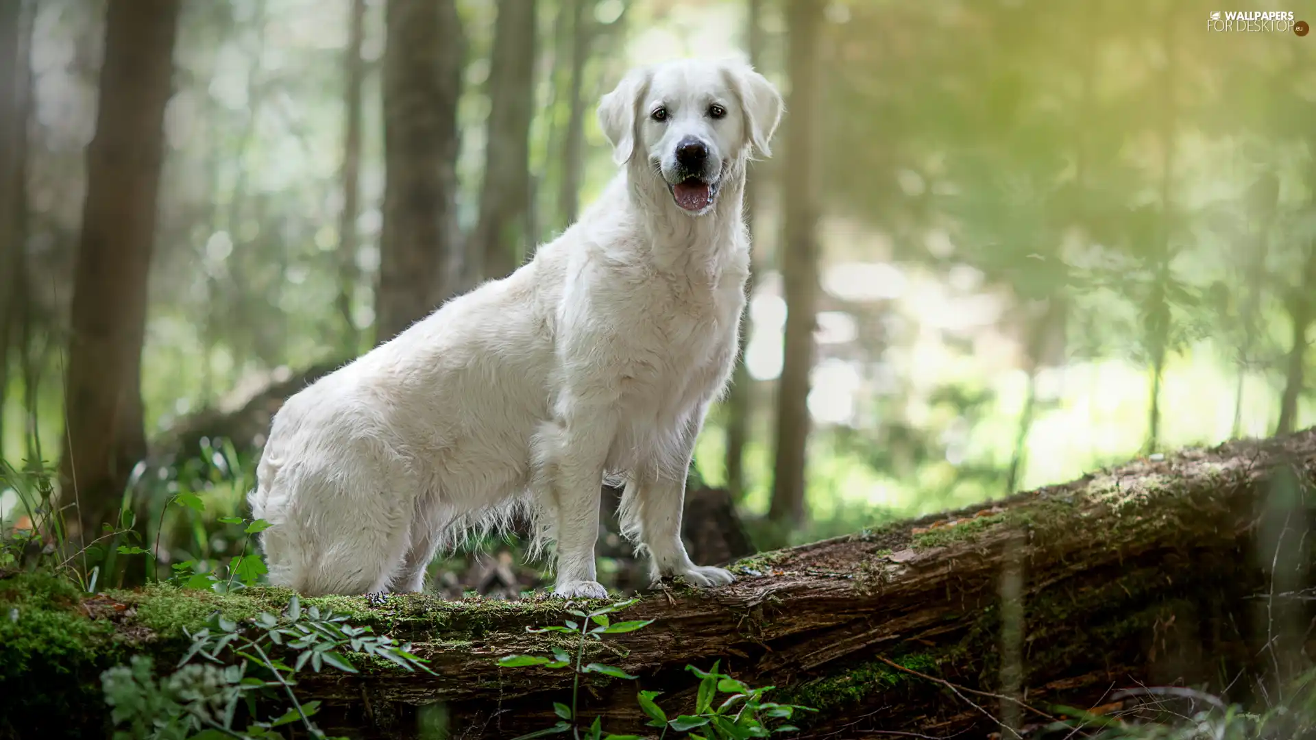 White, Golden Retriever, trunk, dog