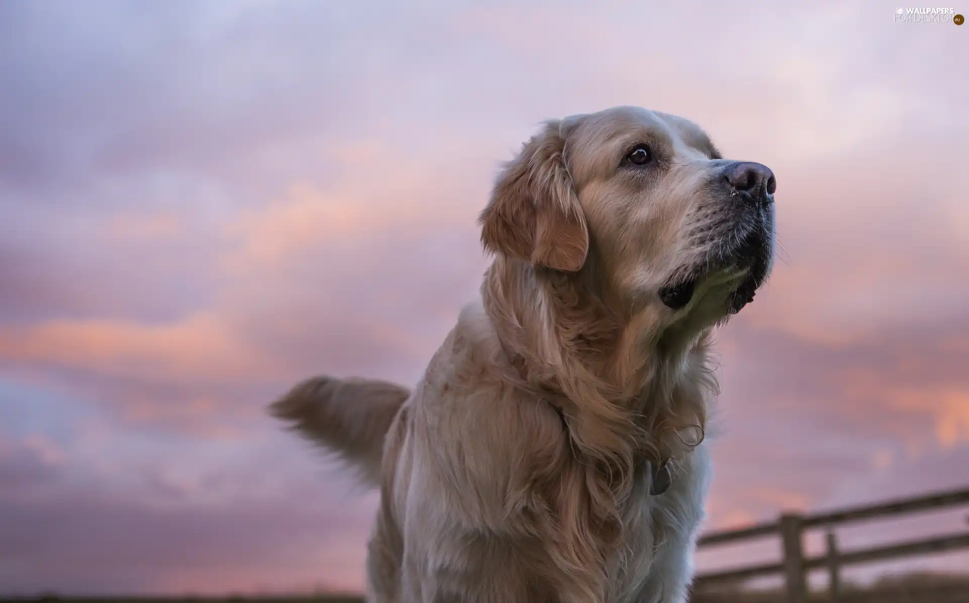 Golden Retriever, Sky