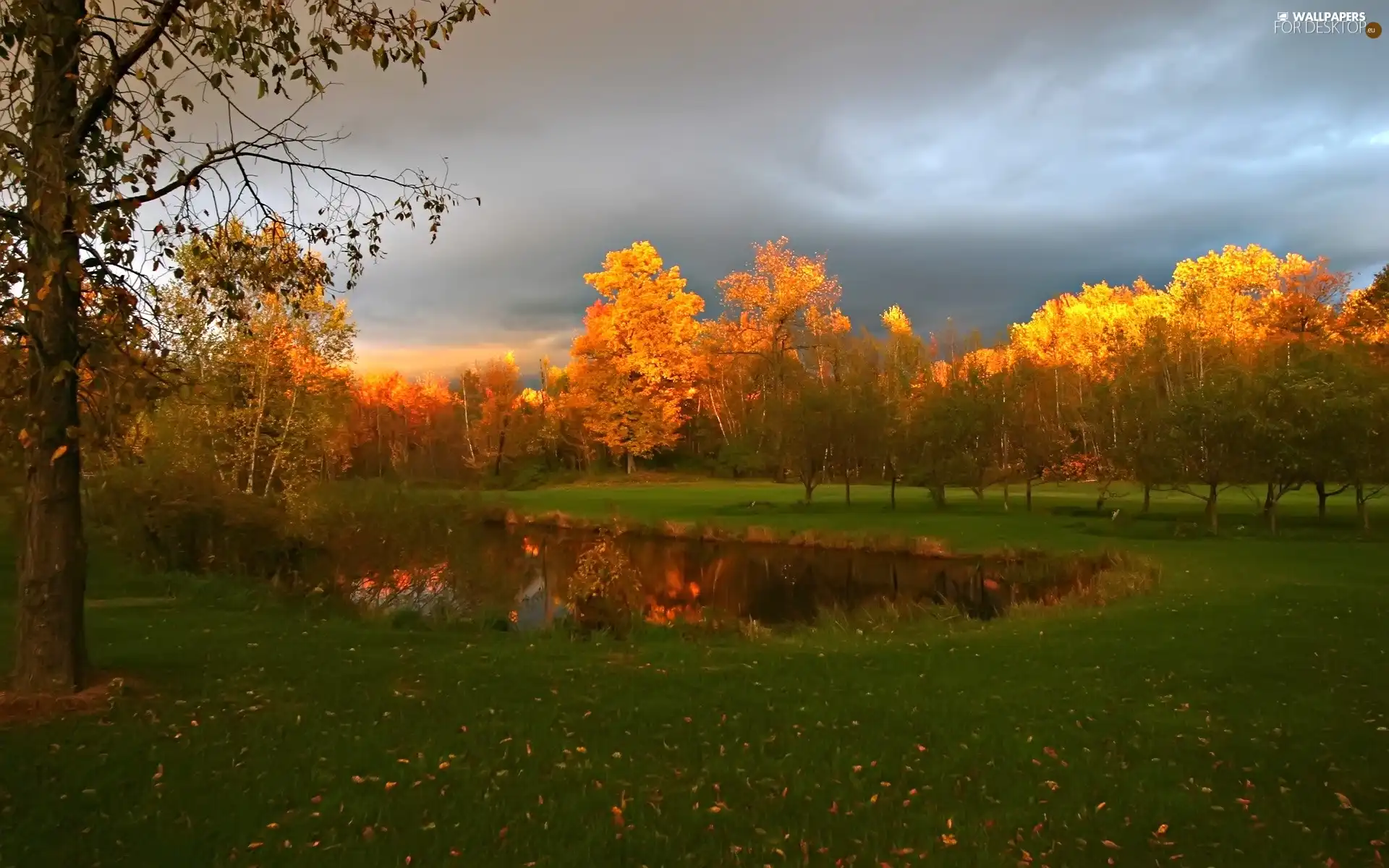 Golden, storm, viewes, Pond - car, trees, Sky