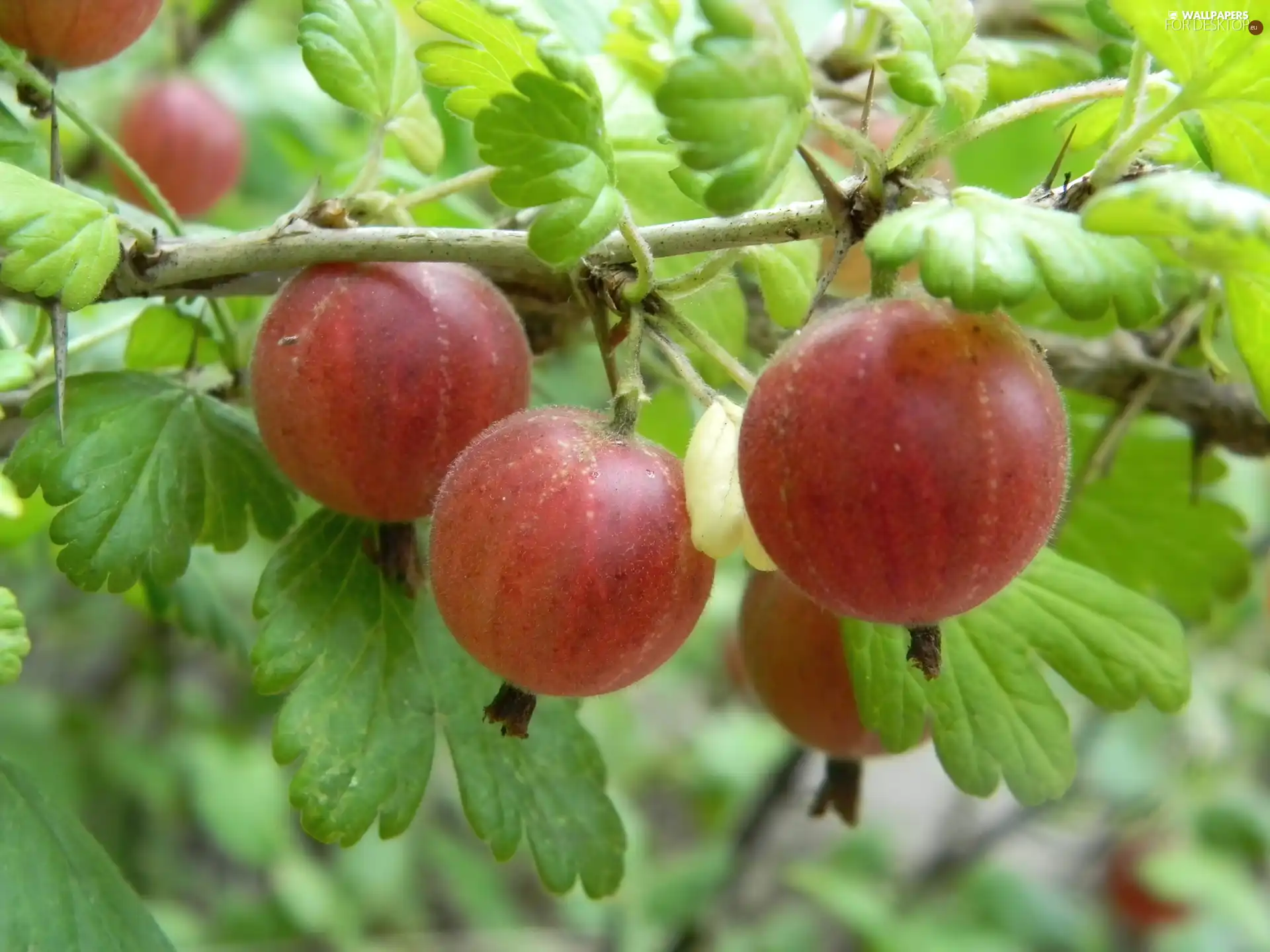 gooseberry, Red, Fruits