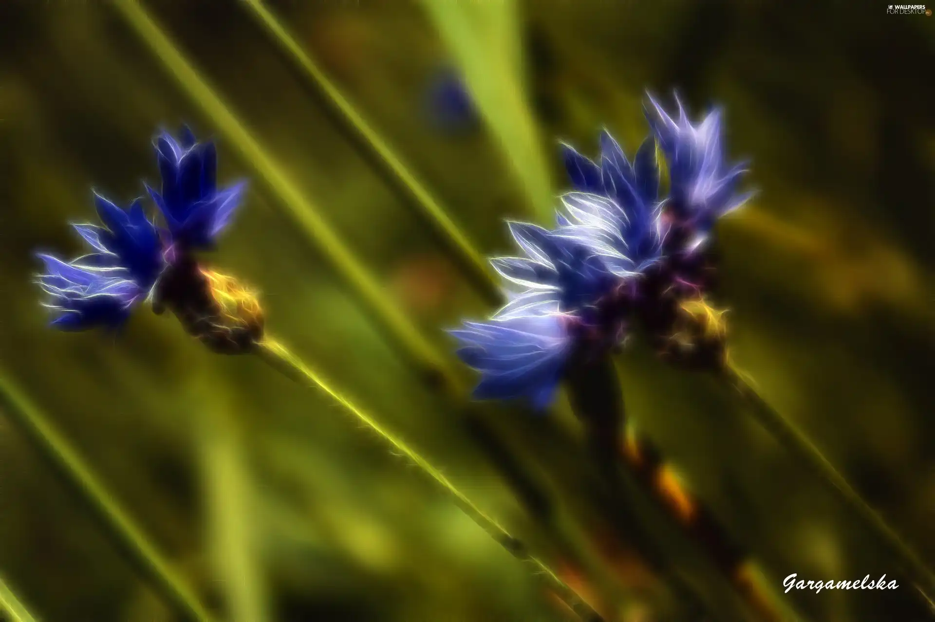 Grain, cornflowers, weed