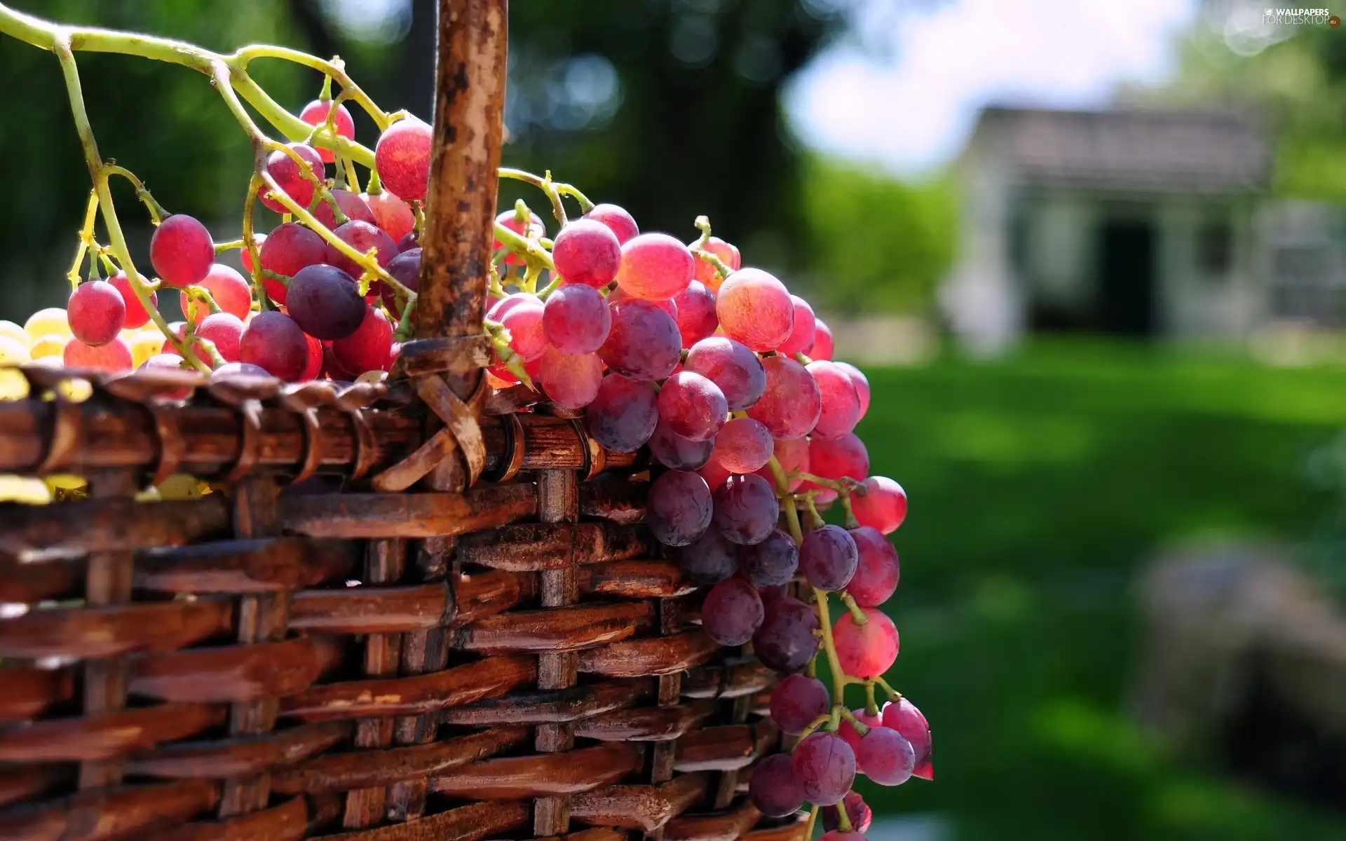basket, Grapes