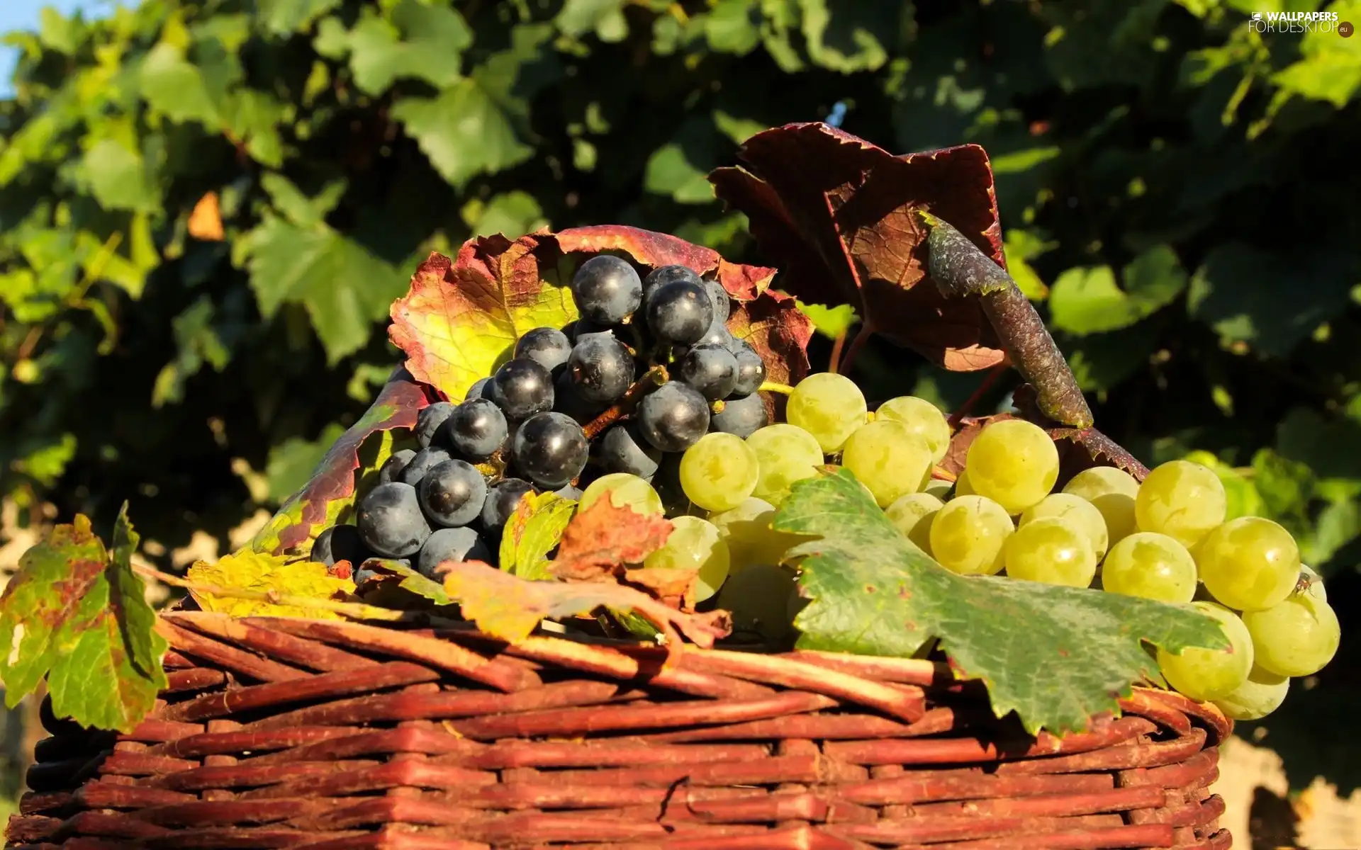 Grapes, basket, wicker