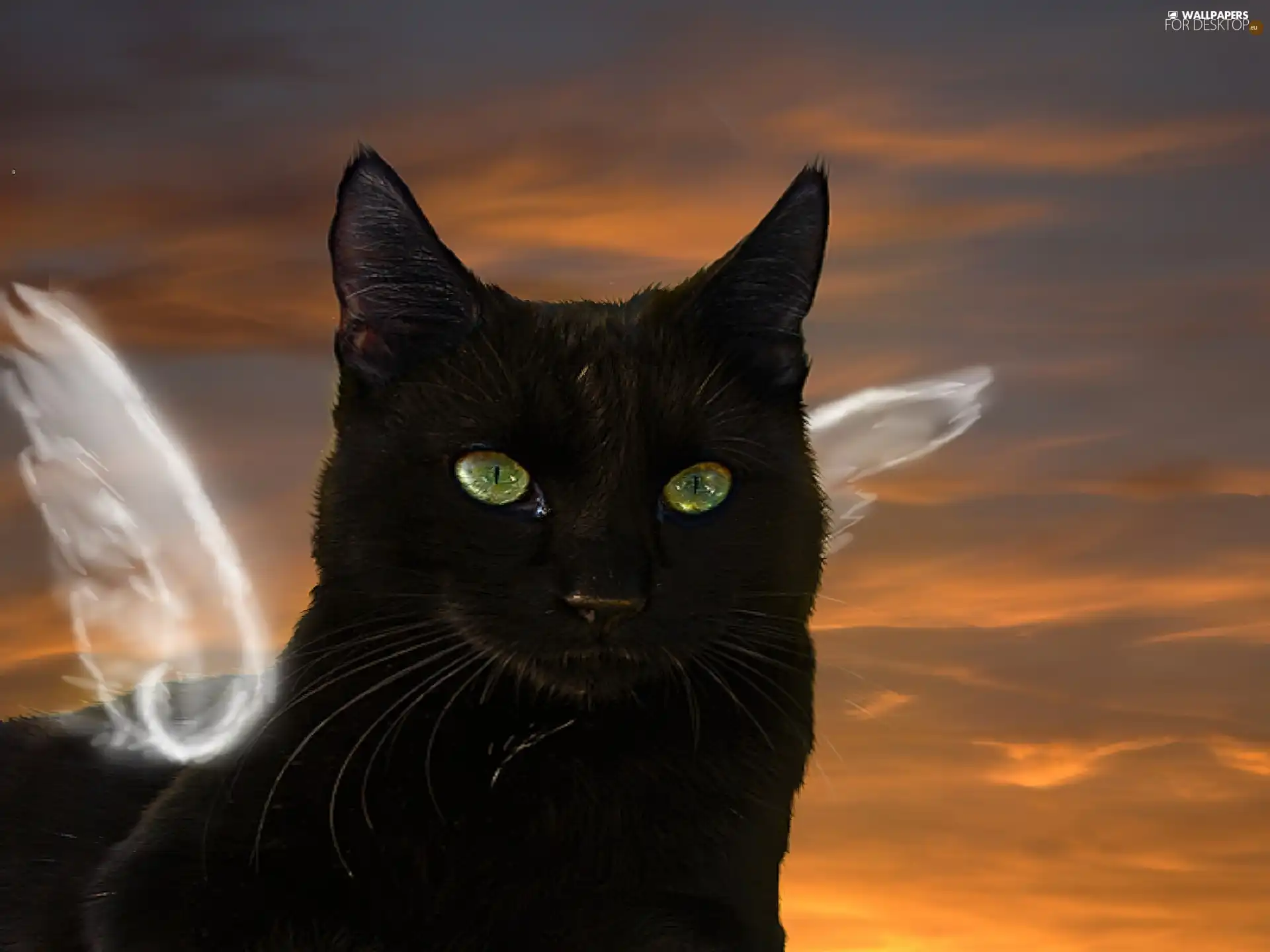 Black, angel, graphics, cat