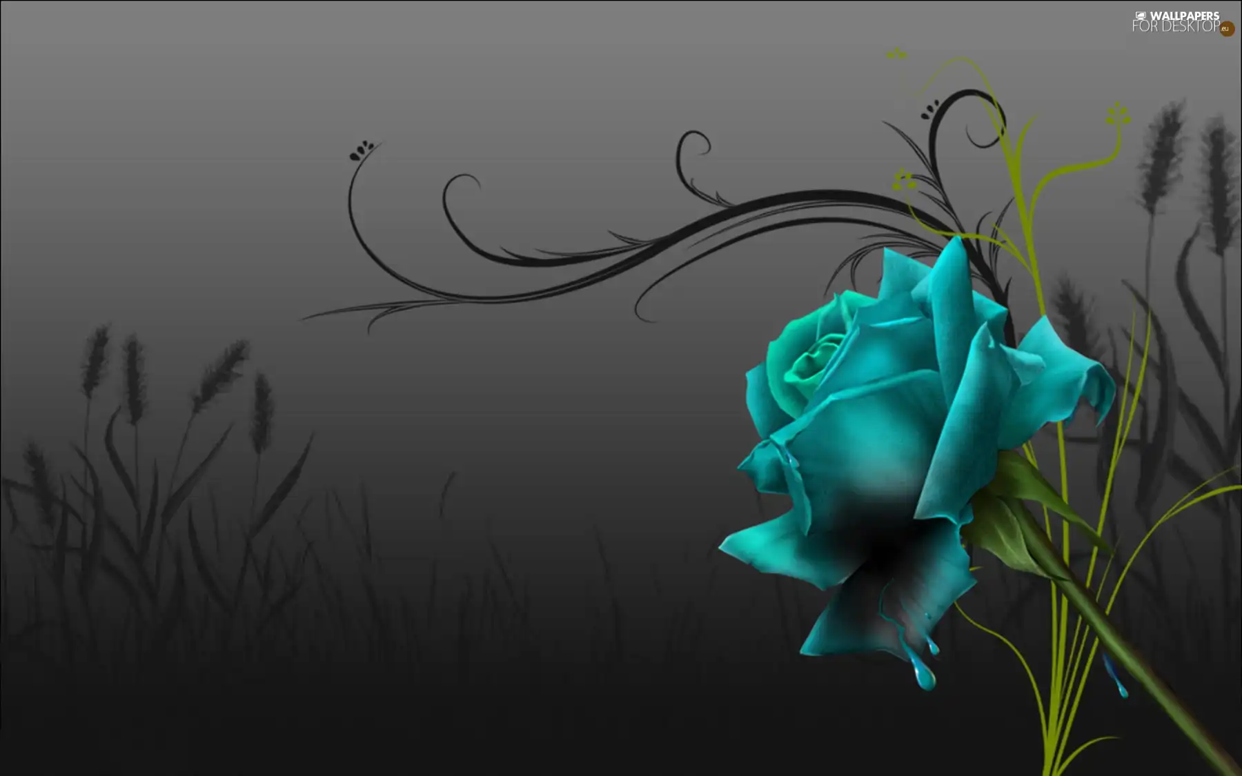 turquoise, rose, graphics, Colourfull Flowers