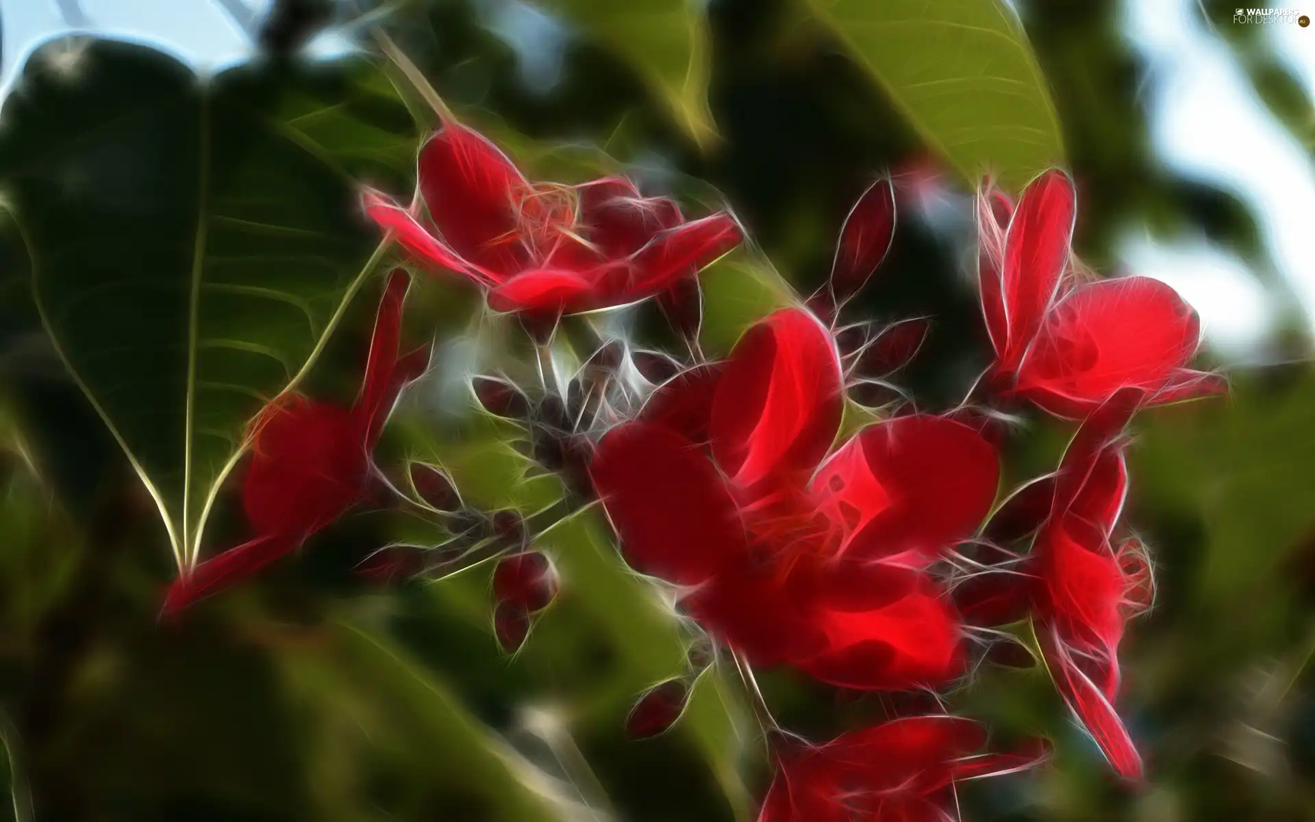 graphics, Red, Flowers