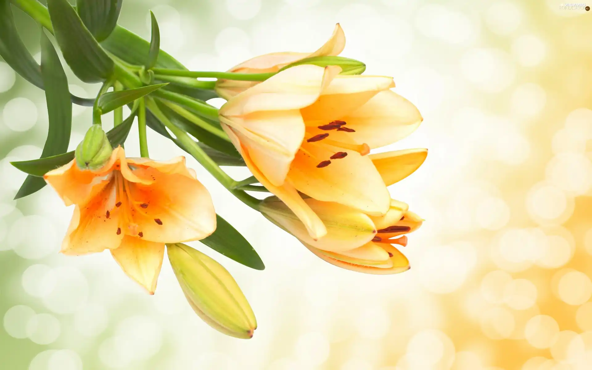 graphics, Yellow, Flowers