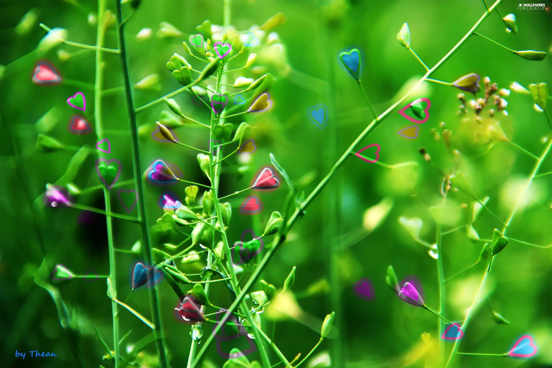 graphics, grass, Plants