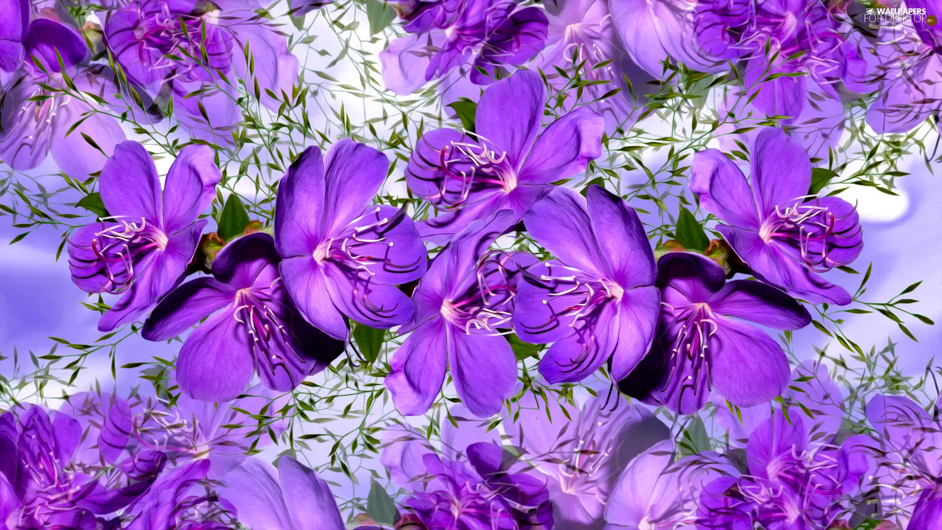 graphics, Flowers, purple - For desktop wallpapers: 1920x1080