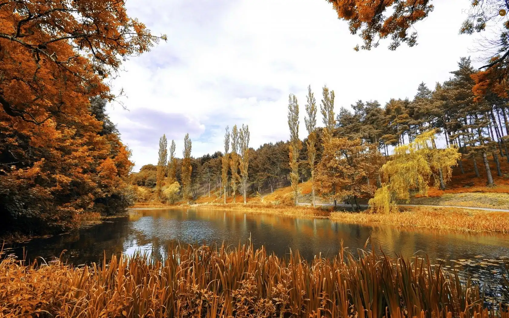 grass, autumn, trees, viewes, River