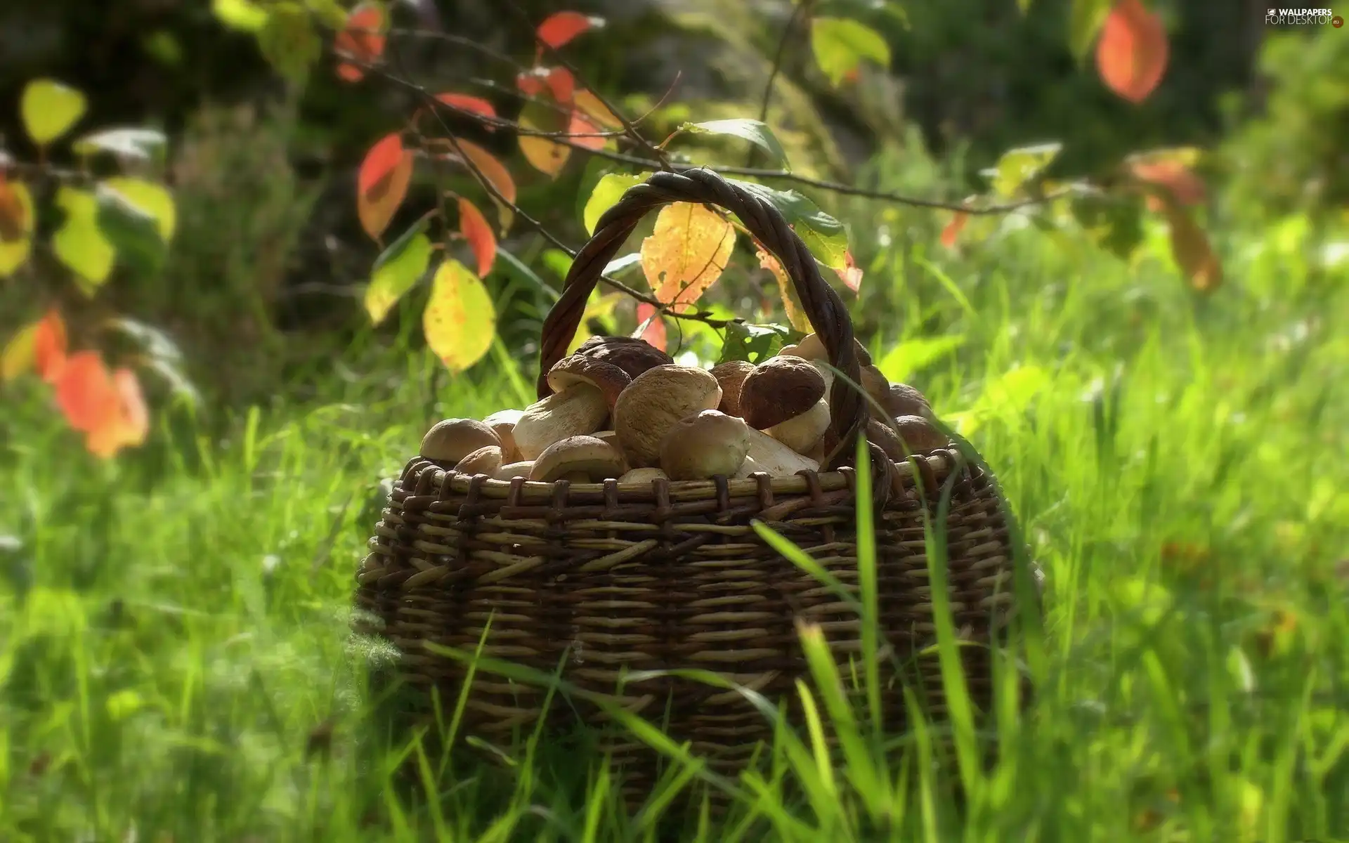 basket, mushrooms, grass, full