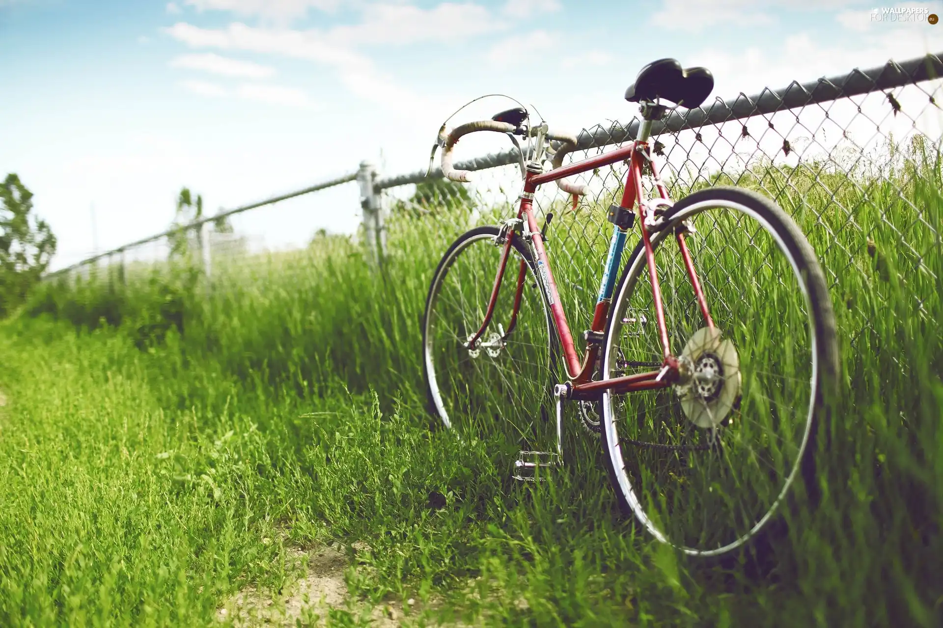 Bike, tall, grass, Cycle