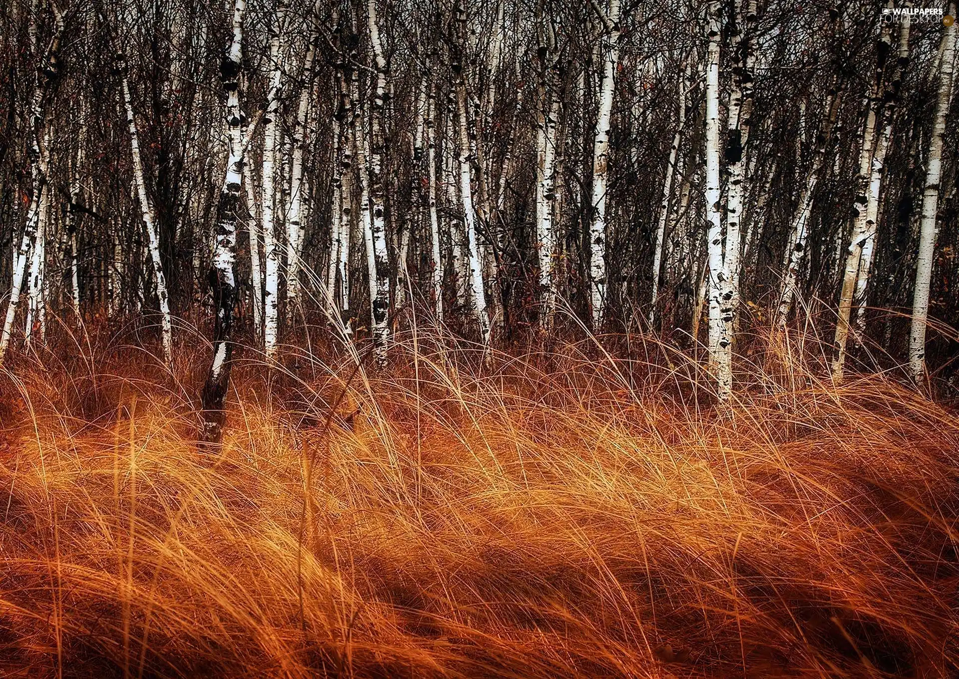 birch, grass