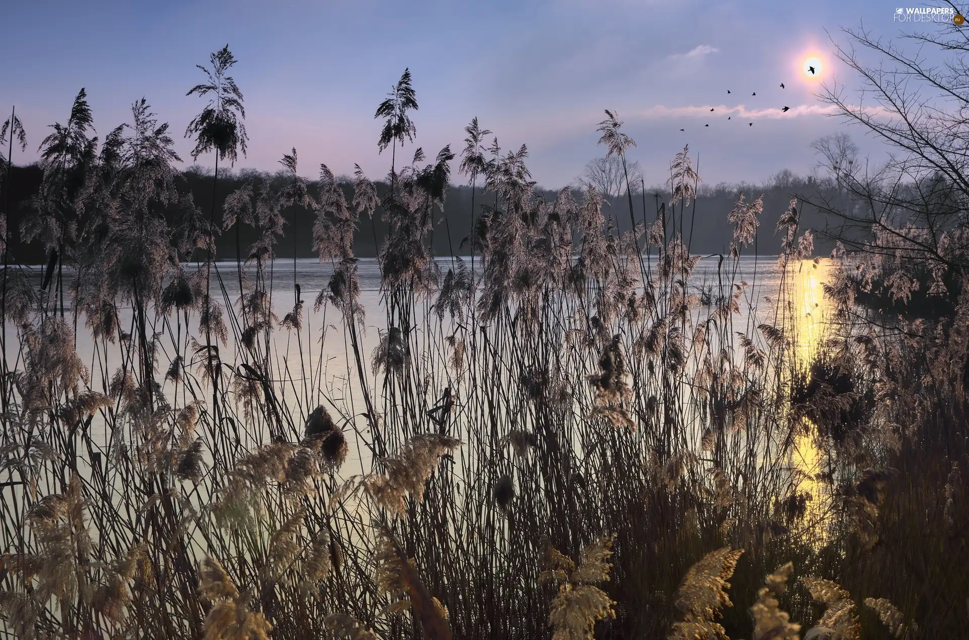 grass, birds, cane, Sunrise, lake