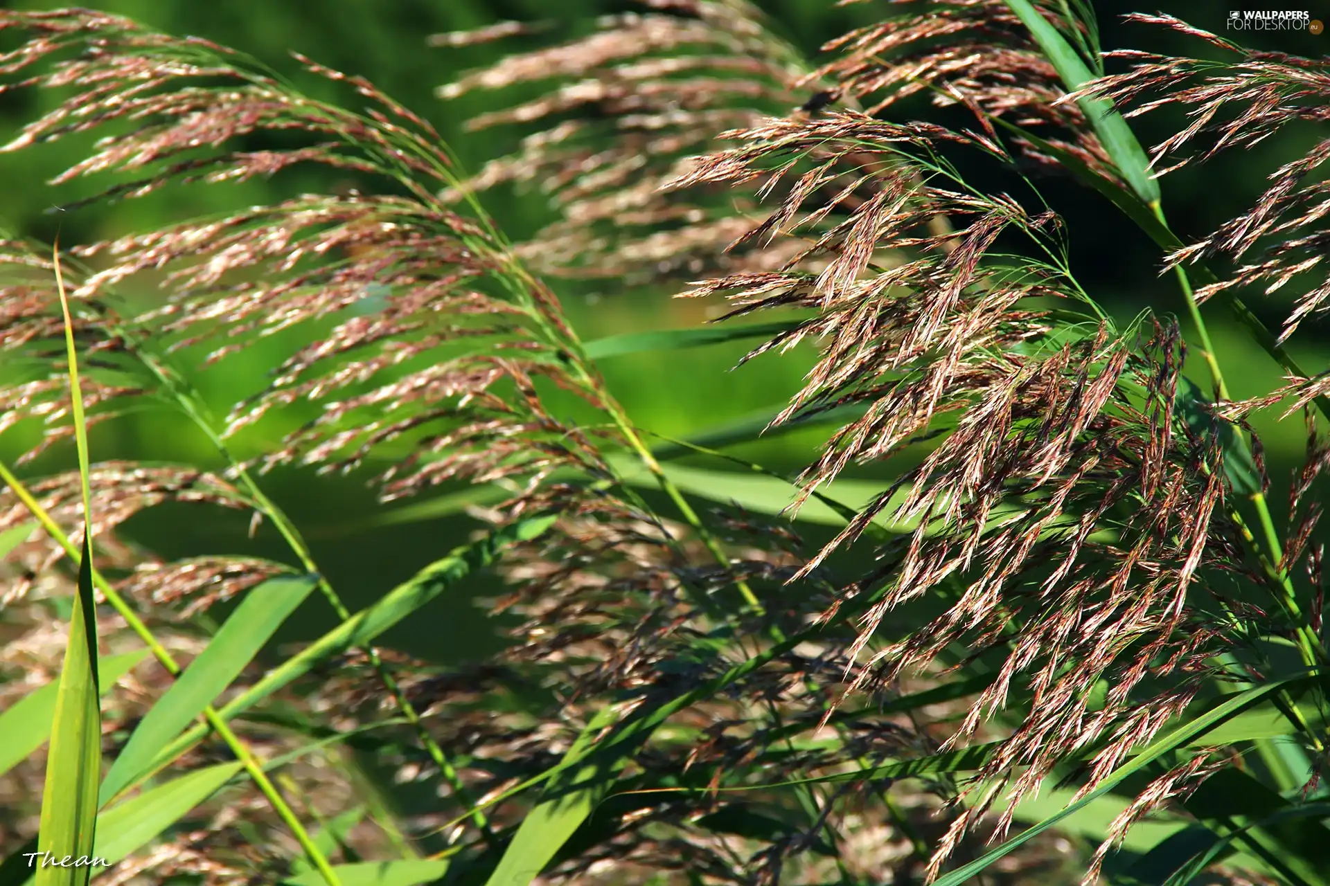 blades, grass