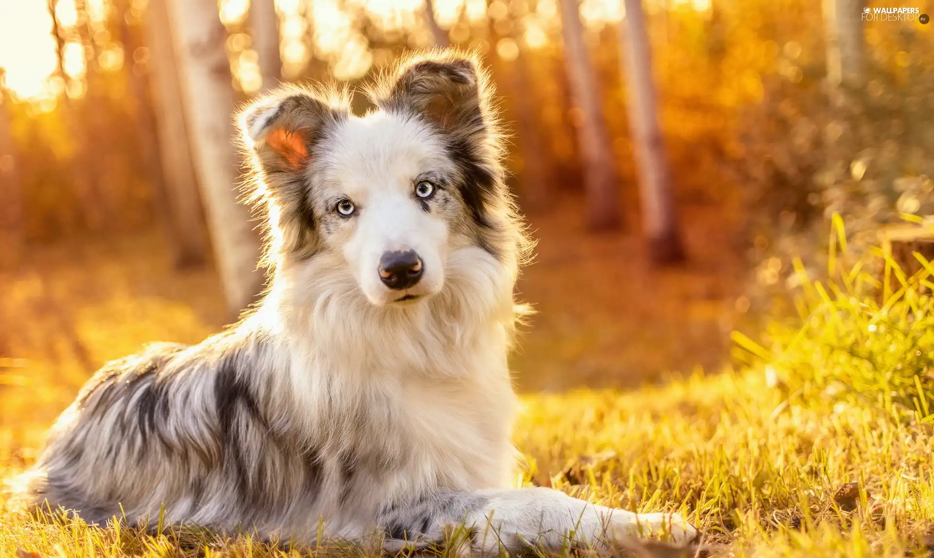 dog, forest, grass, Border Collie