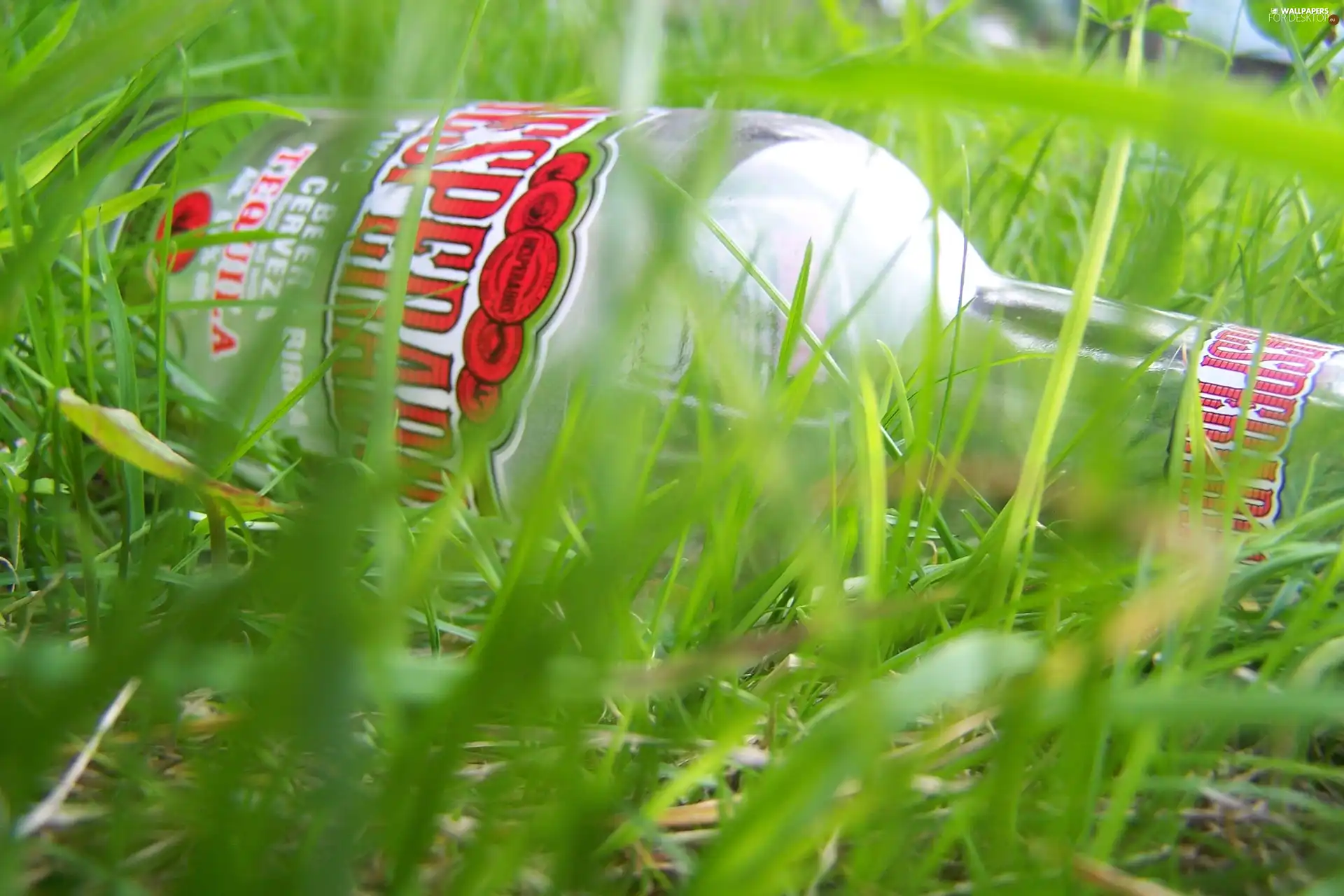 Bottle, grass