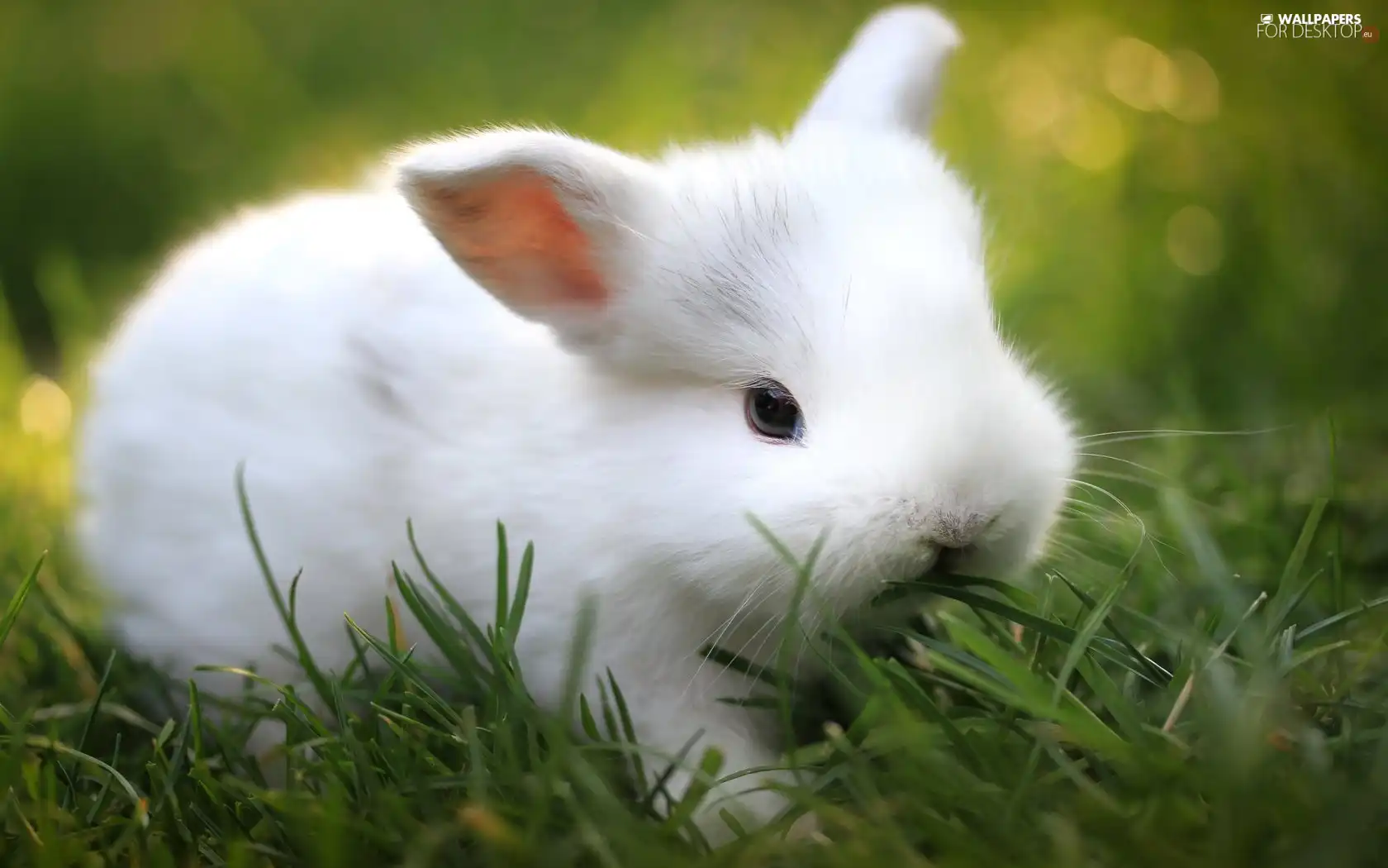 Bunny, grass