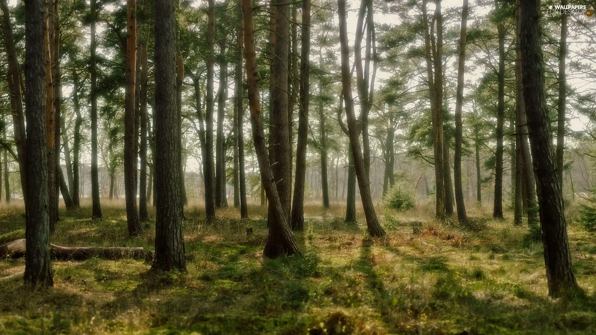 grass, Bush, viewes, pine, trees