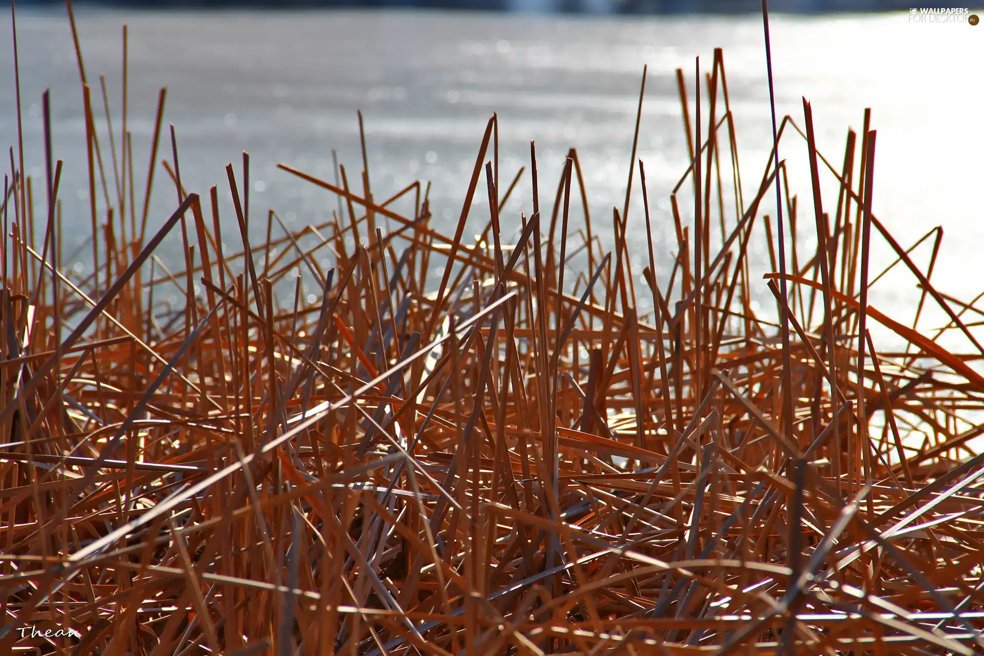 grass, dry, Cane