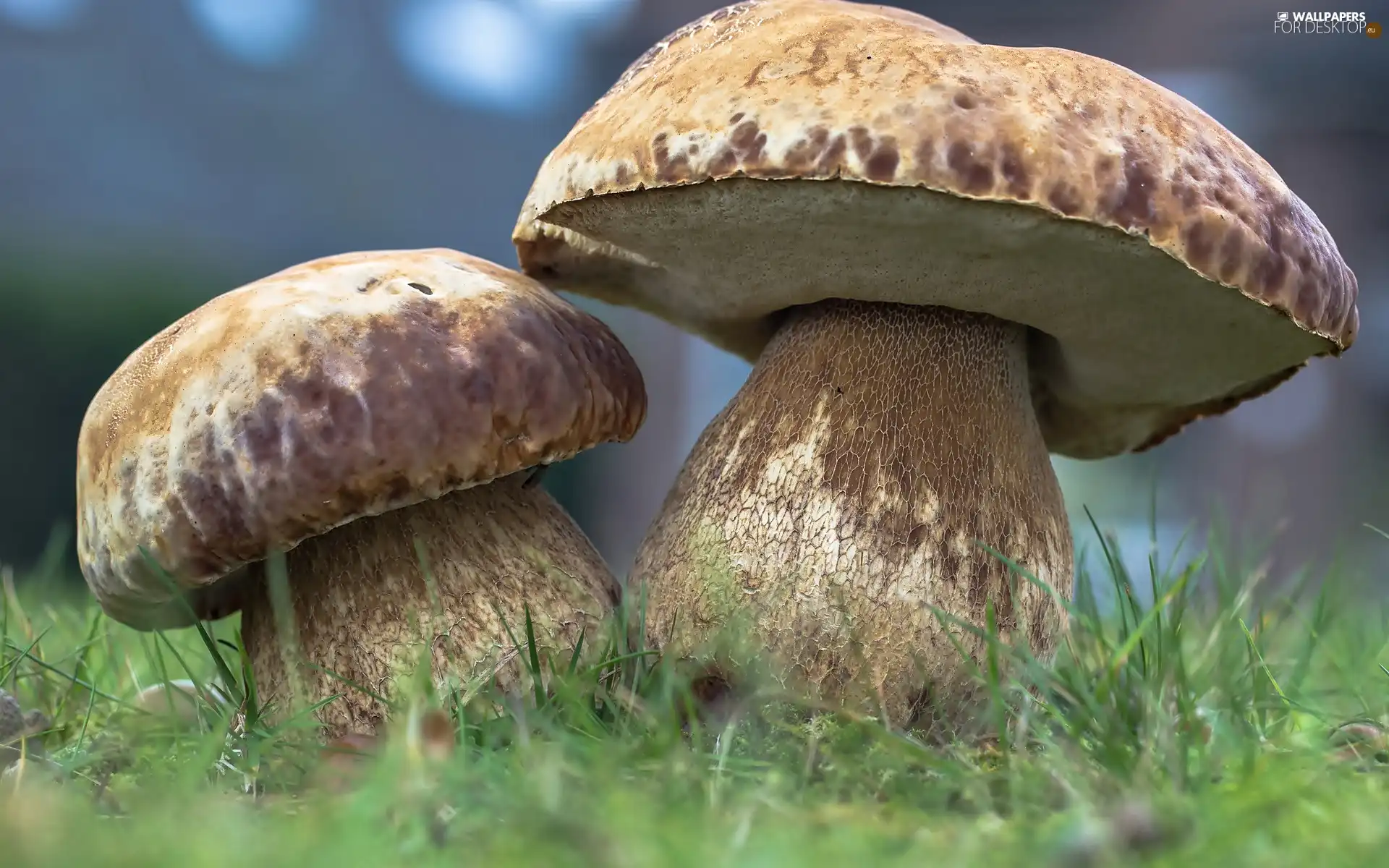 Two cars, boletus, grass, mushrooms