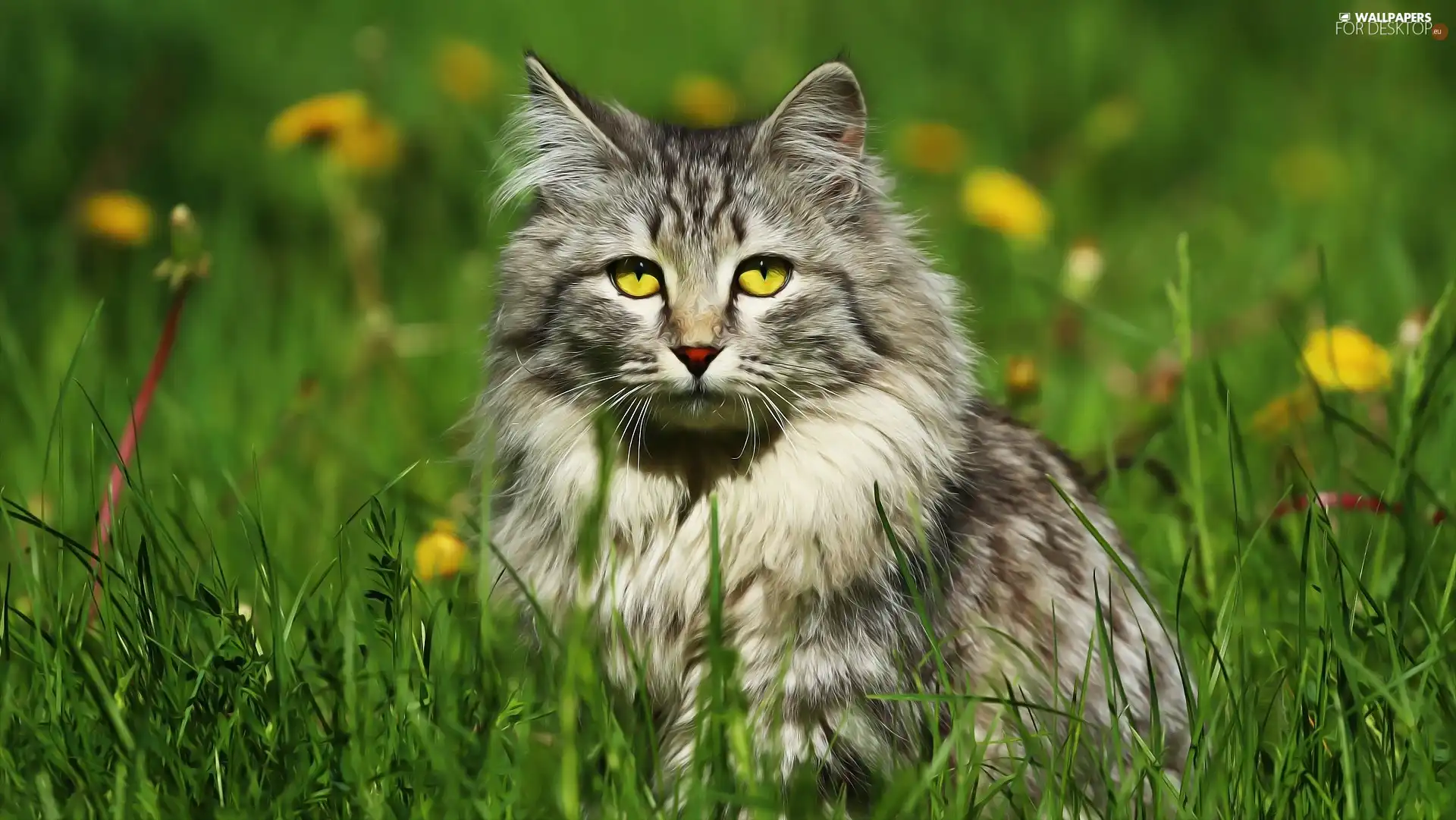 Eyes, grass, cat, honey, sitter