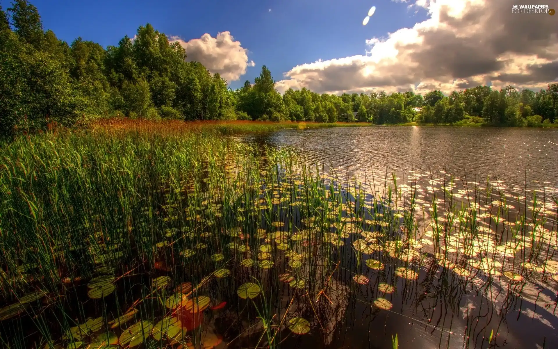 grass, clouds, trees, viewes, lake