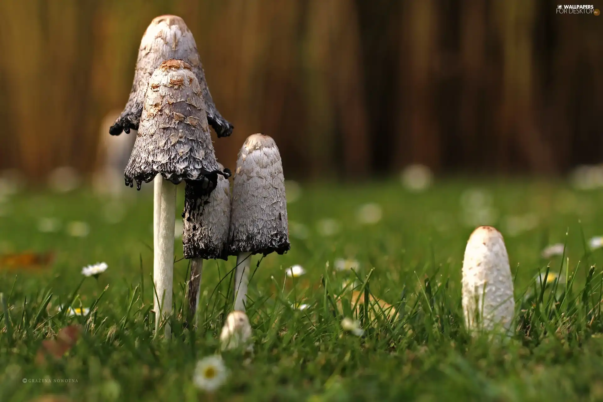 grass, mushrooms, Coprinus