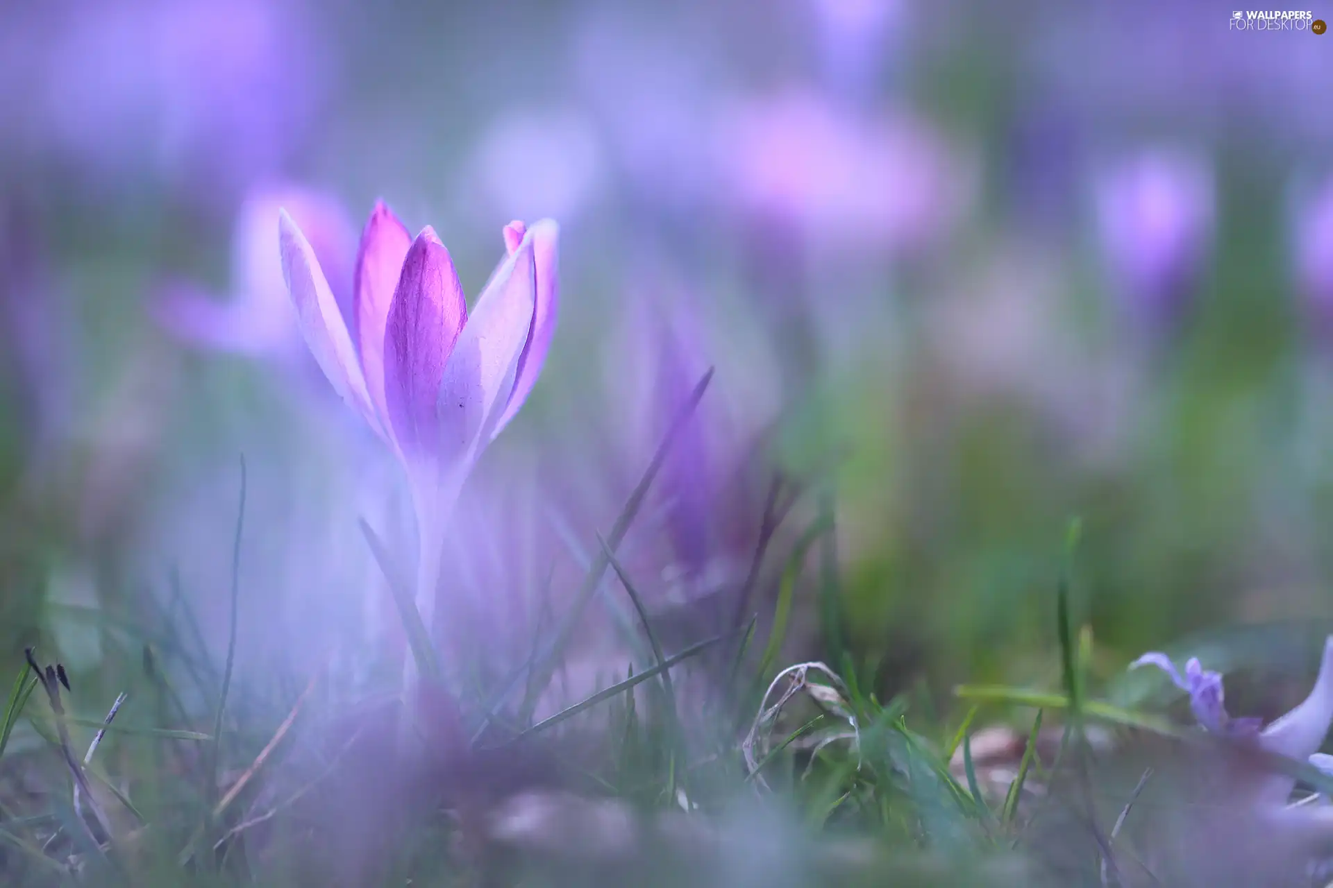 grass, Violet, crocus