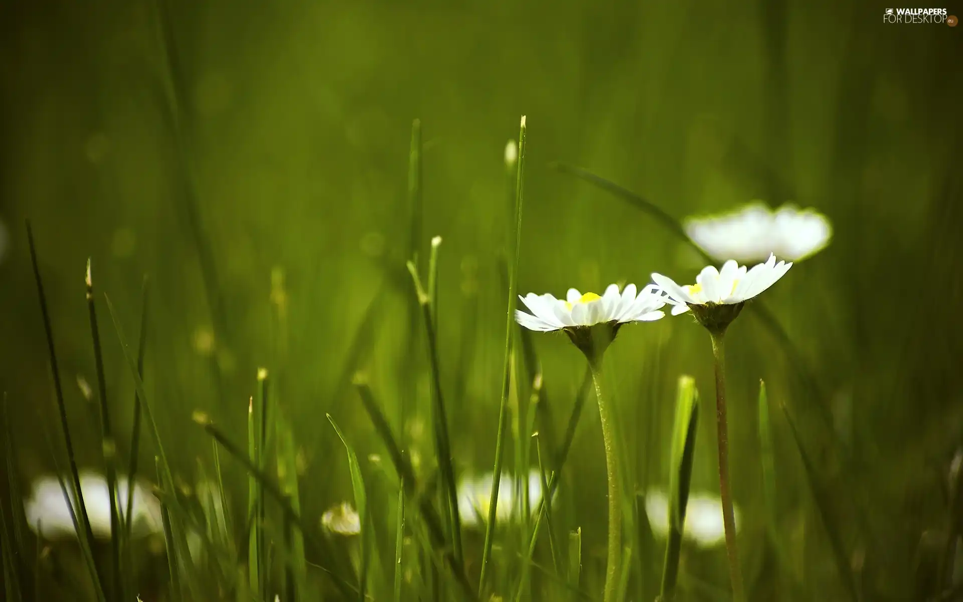 grass, Flowers, daisies