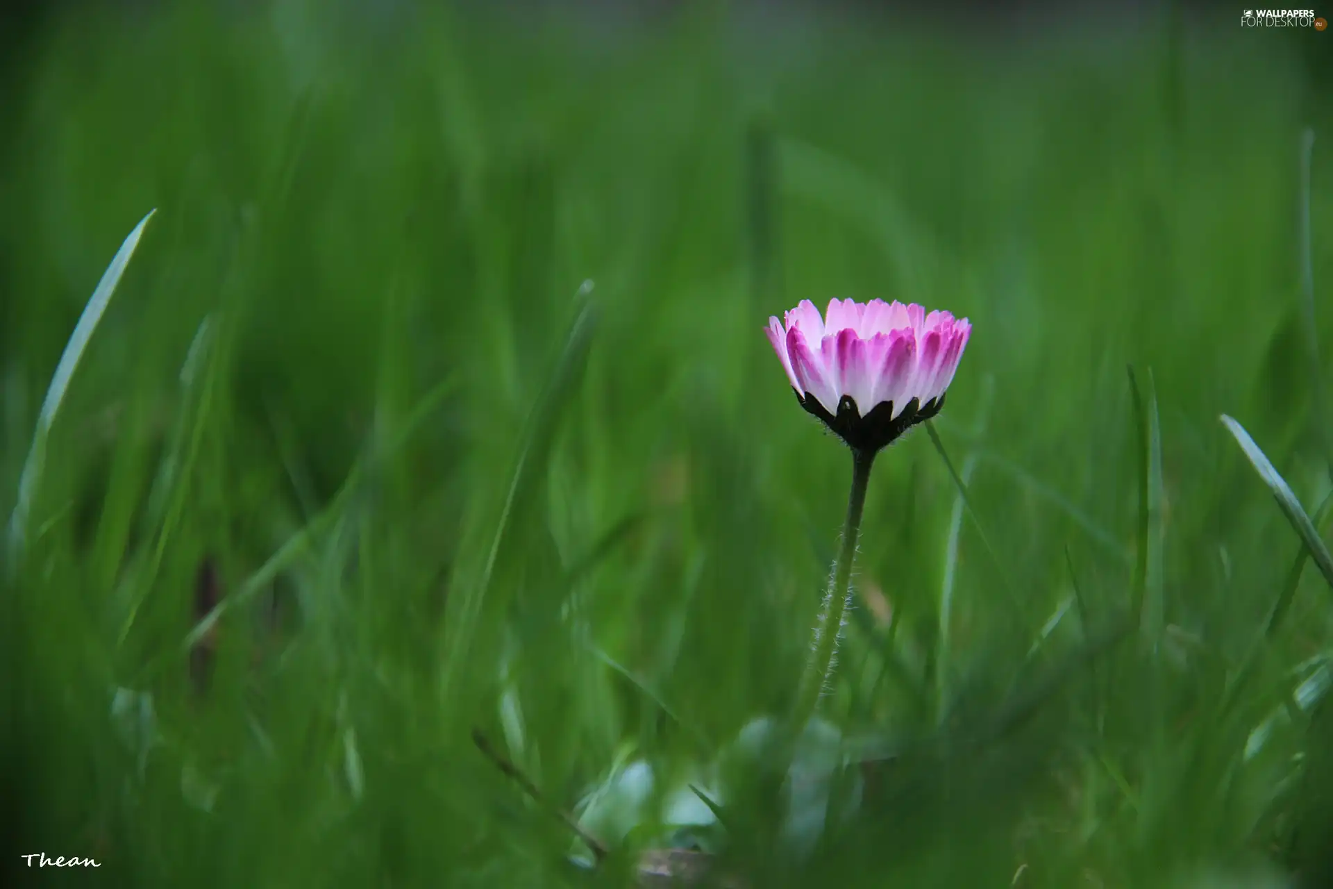daisy, flakes, grass, Pink