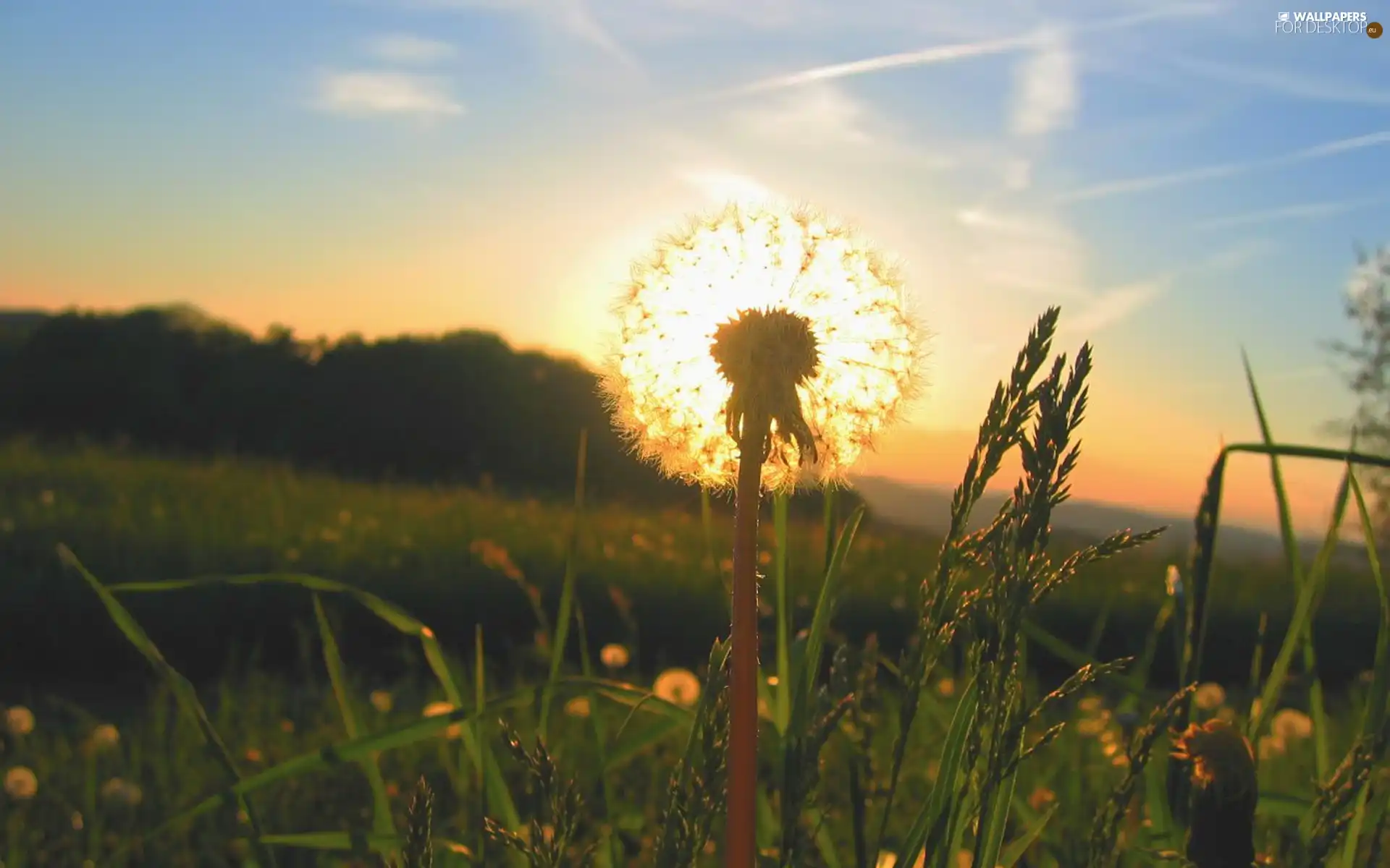 dandelion, grass