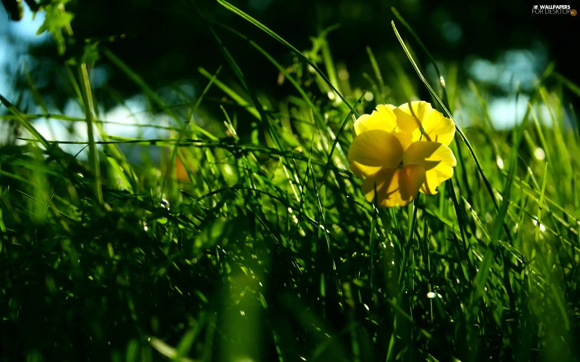 grass, Yellow, Flower