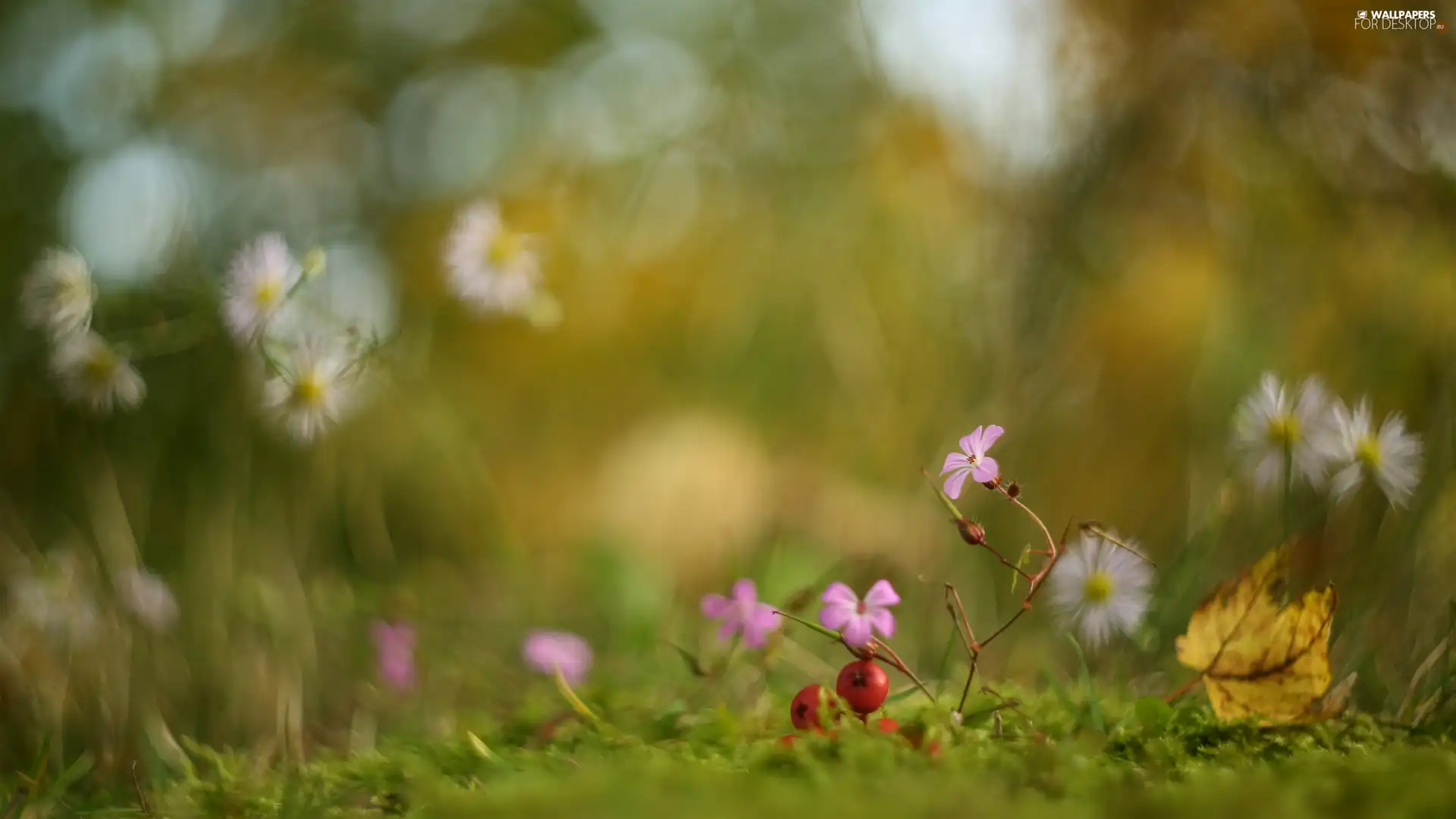 Flowers, Moss, blur, grass