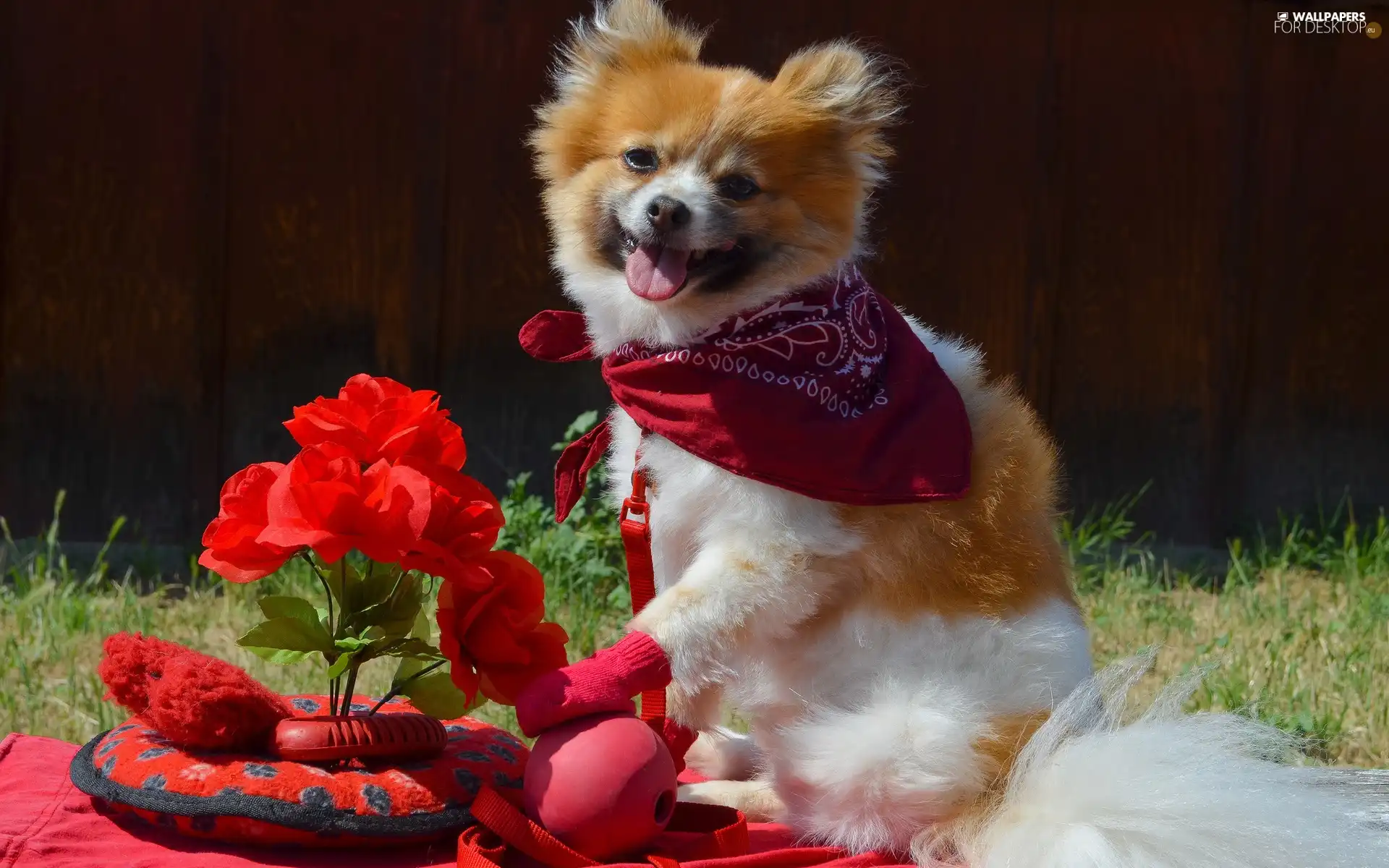 grass, doggy, Flowers