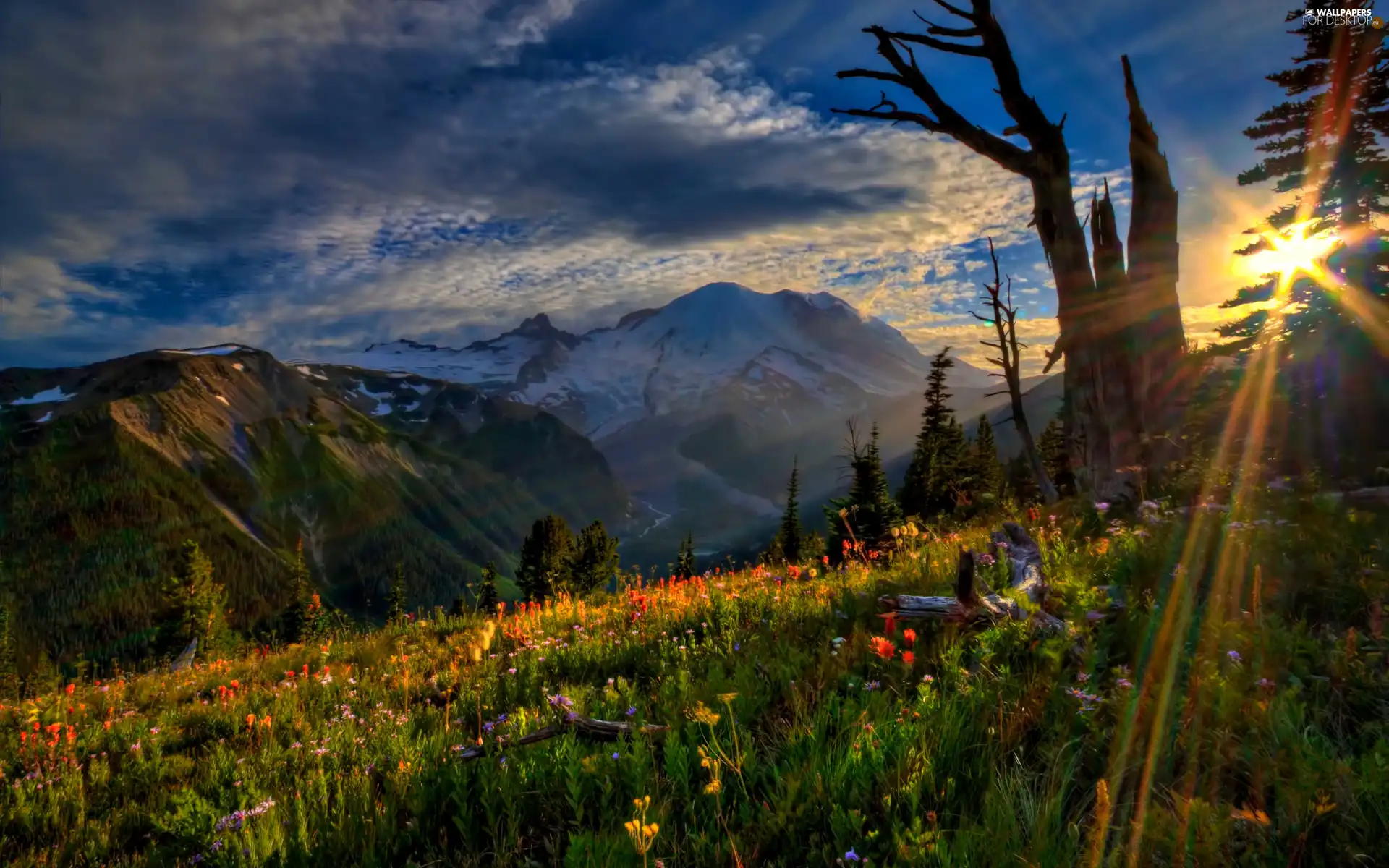 grass, Flowers, rays, sun, Mountains