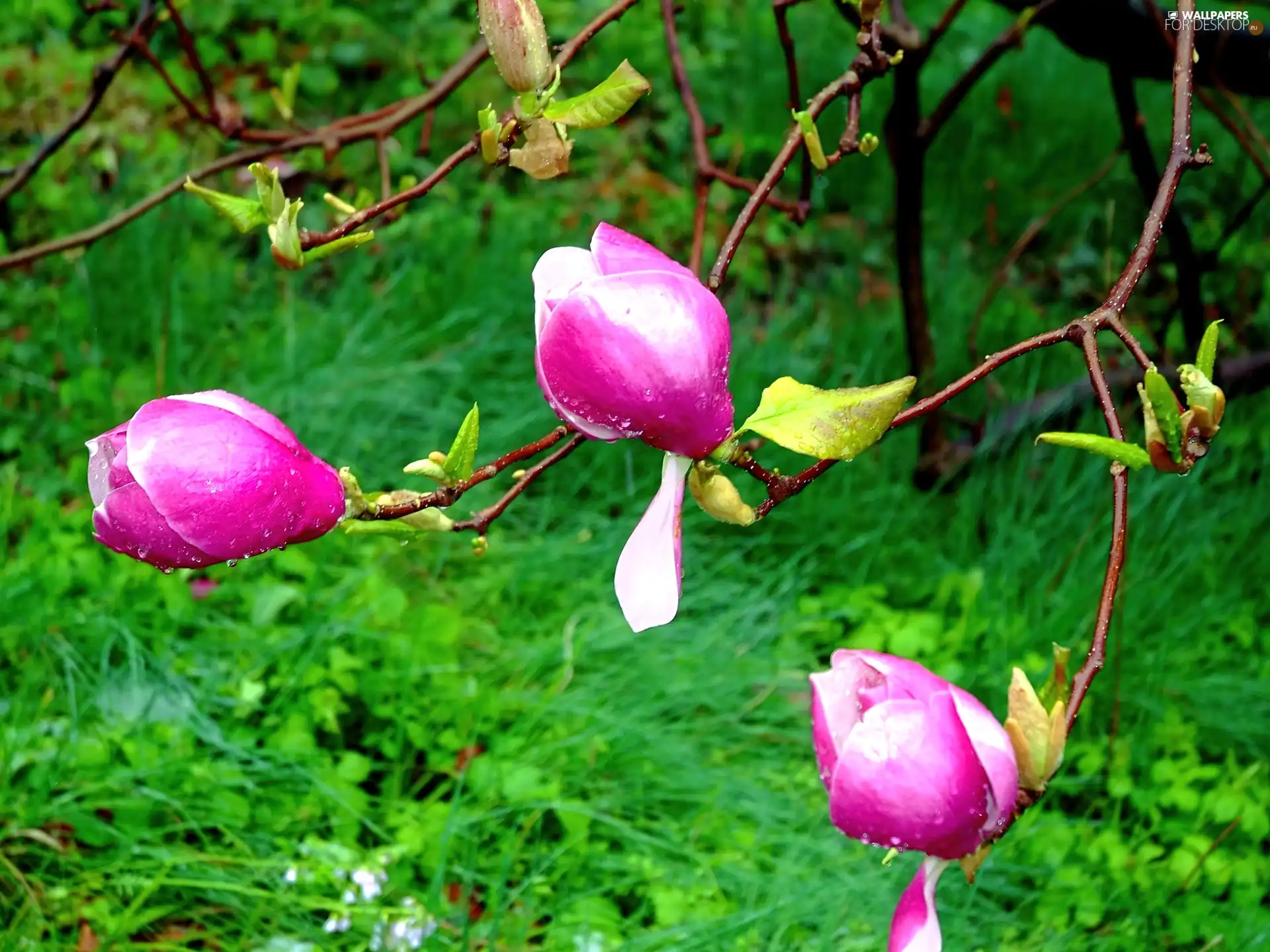 Flowers, Pink, grass, donuts