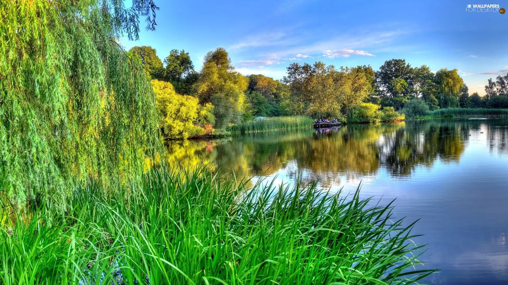 grass, lake, forest