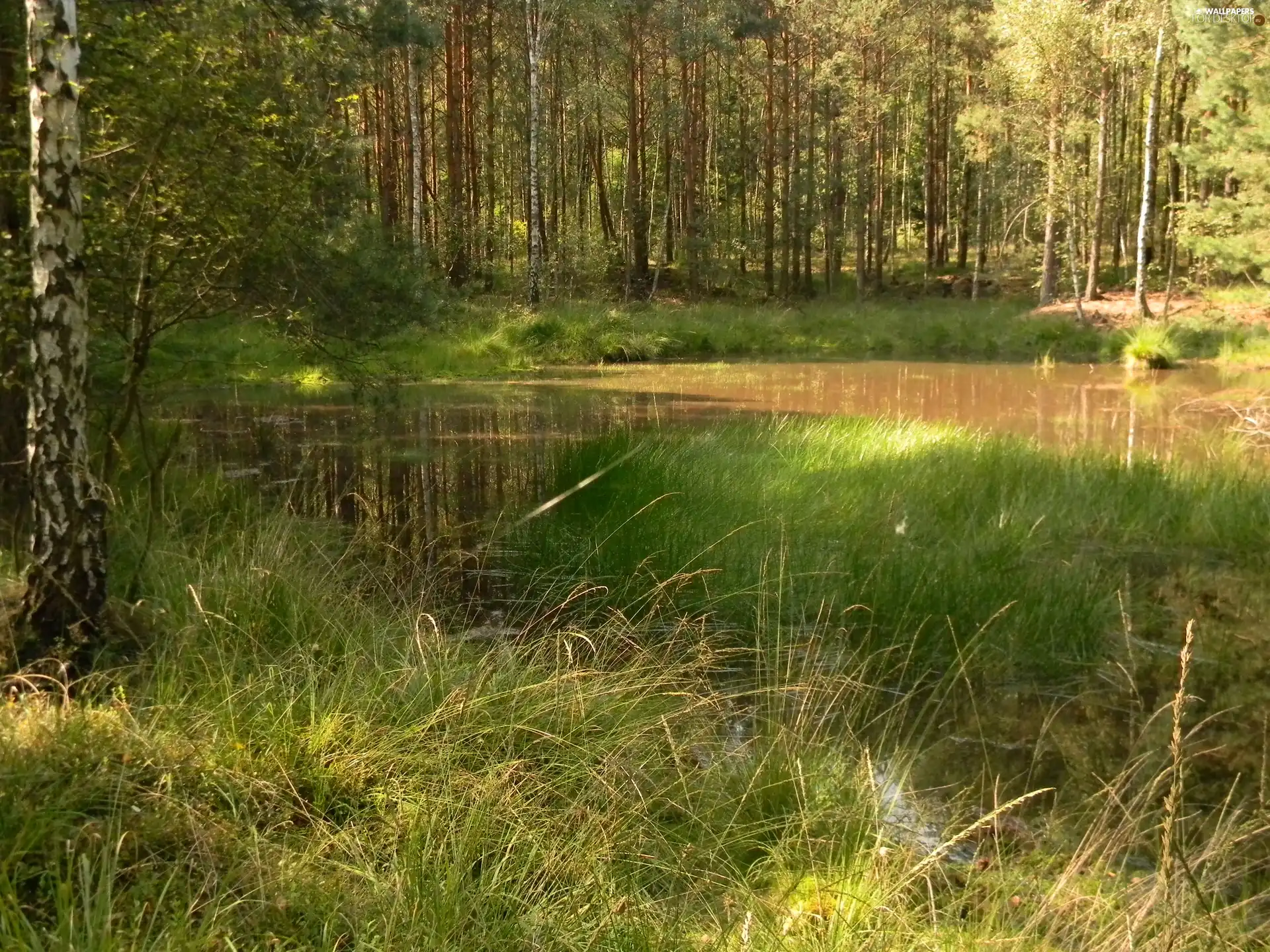 grass, Mire, forest