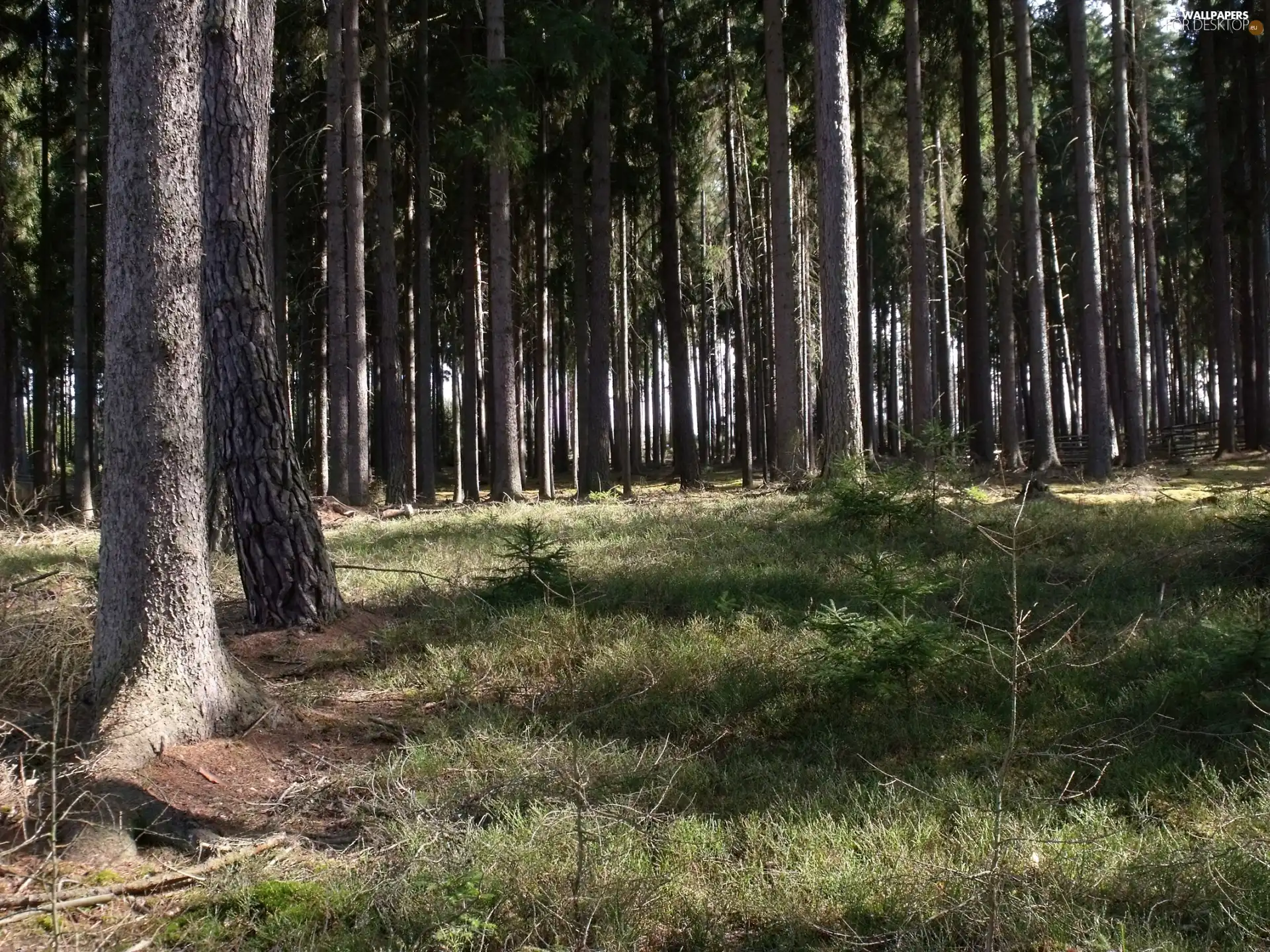 forest, viewes, grass, trees